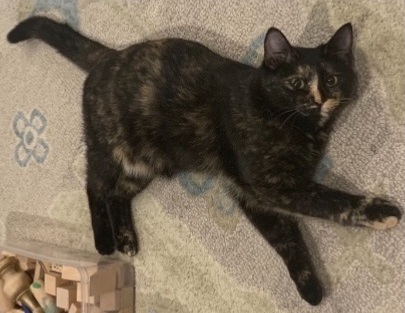 Lost Cat: Dark Brown with Caramel Spots