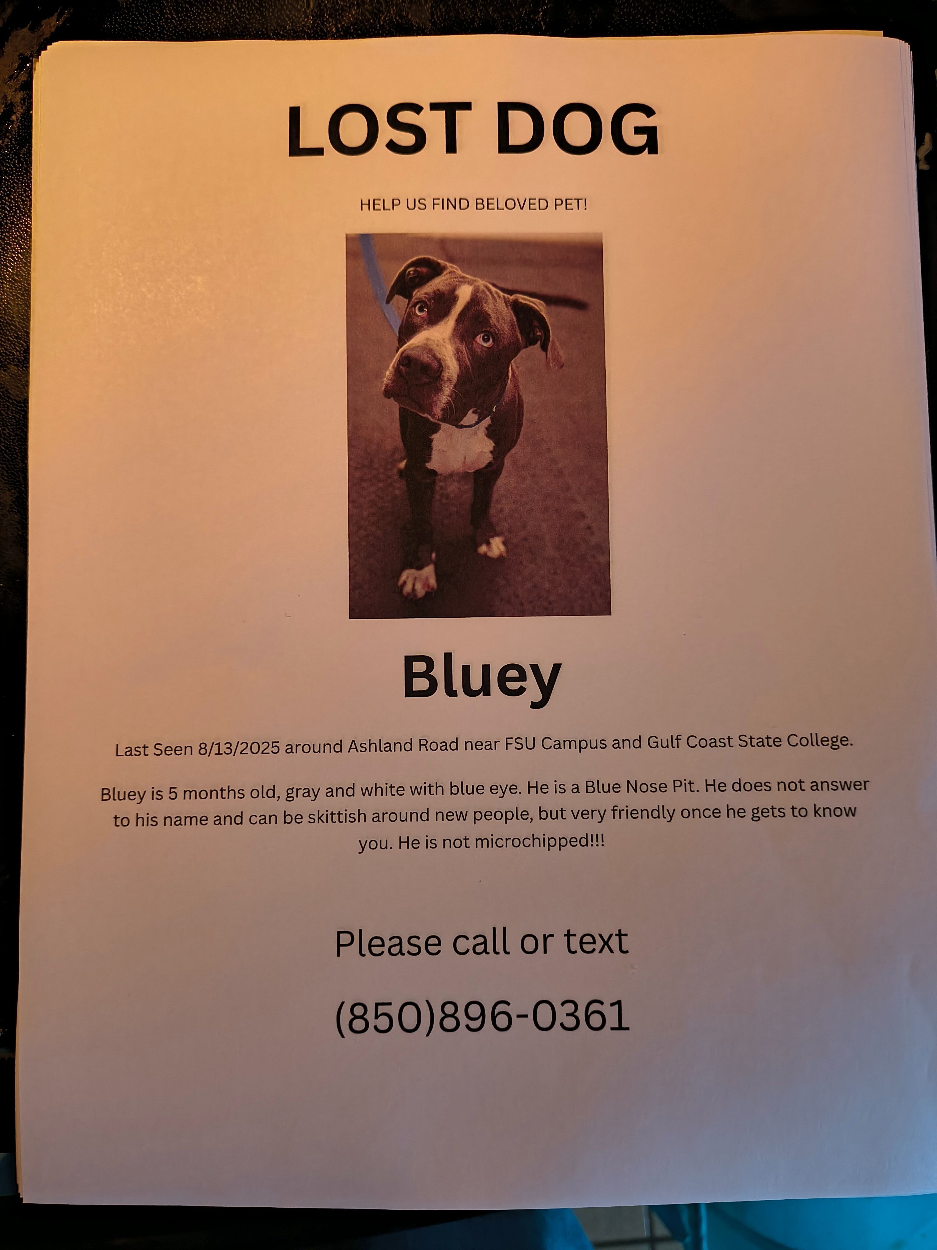 Lost and found pets Panama City, photo: Lost Dog: Grey/White, Blue Eyes, Panama City