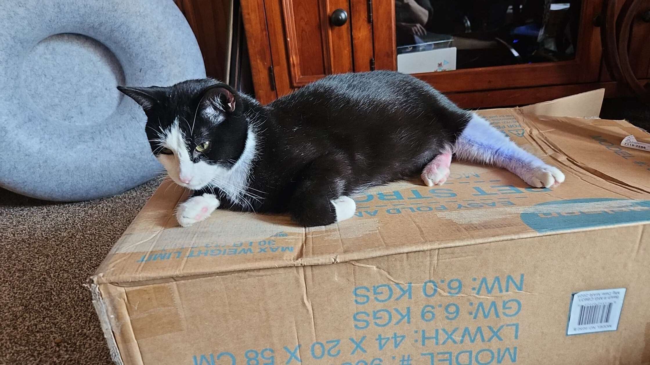 Lost and found pets , photo: Lost Tuxedo Cat: Asthma, Needs Meds!