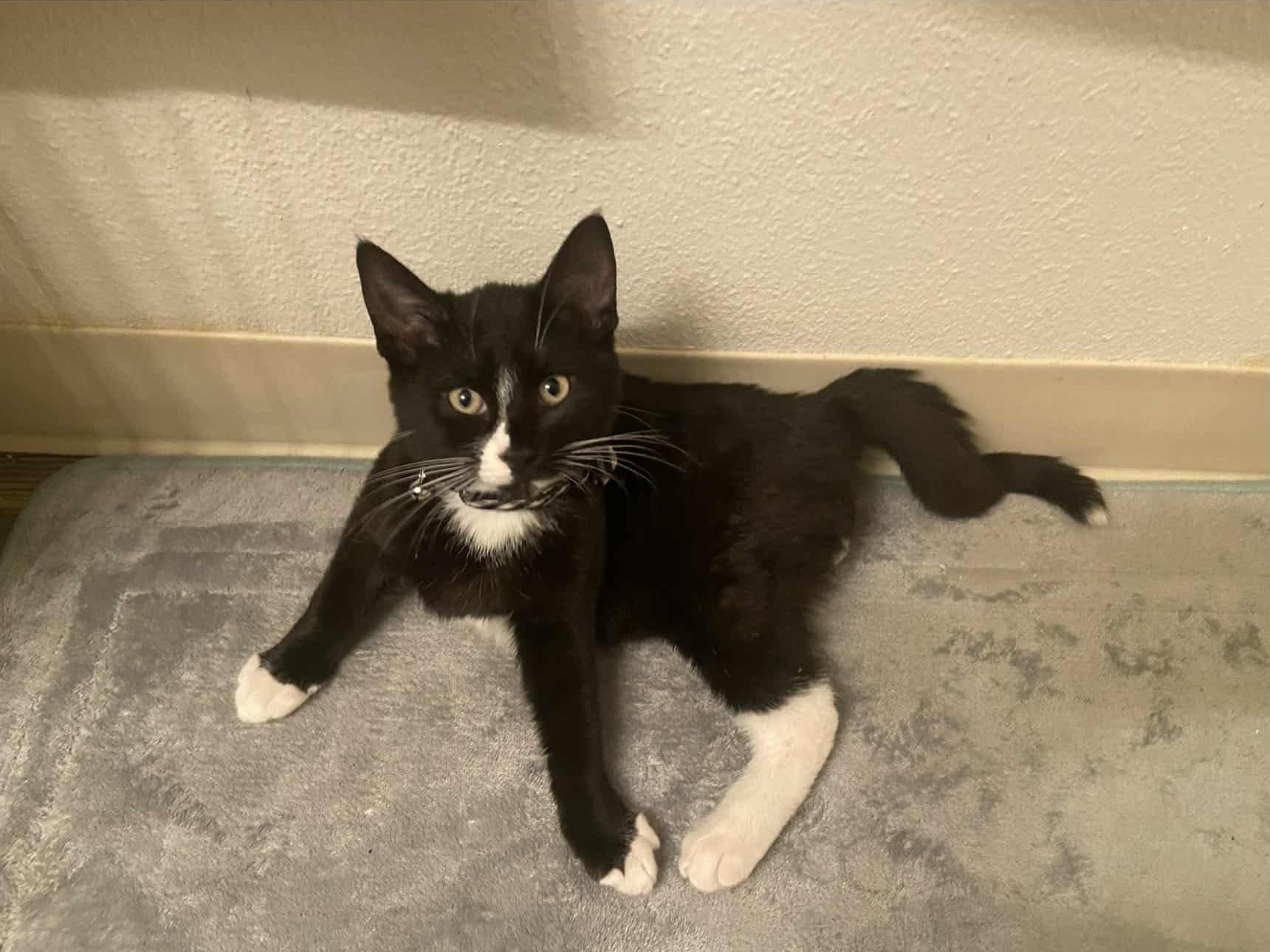 Missing cat Salt Lake City, photo: Lost Tuxedo Cat: Morpheus in Salt Lake