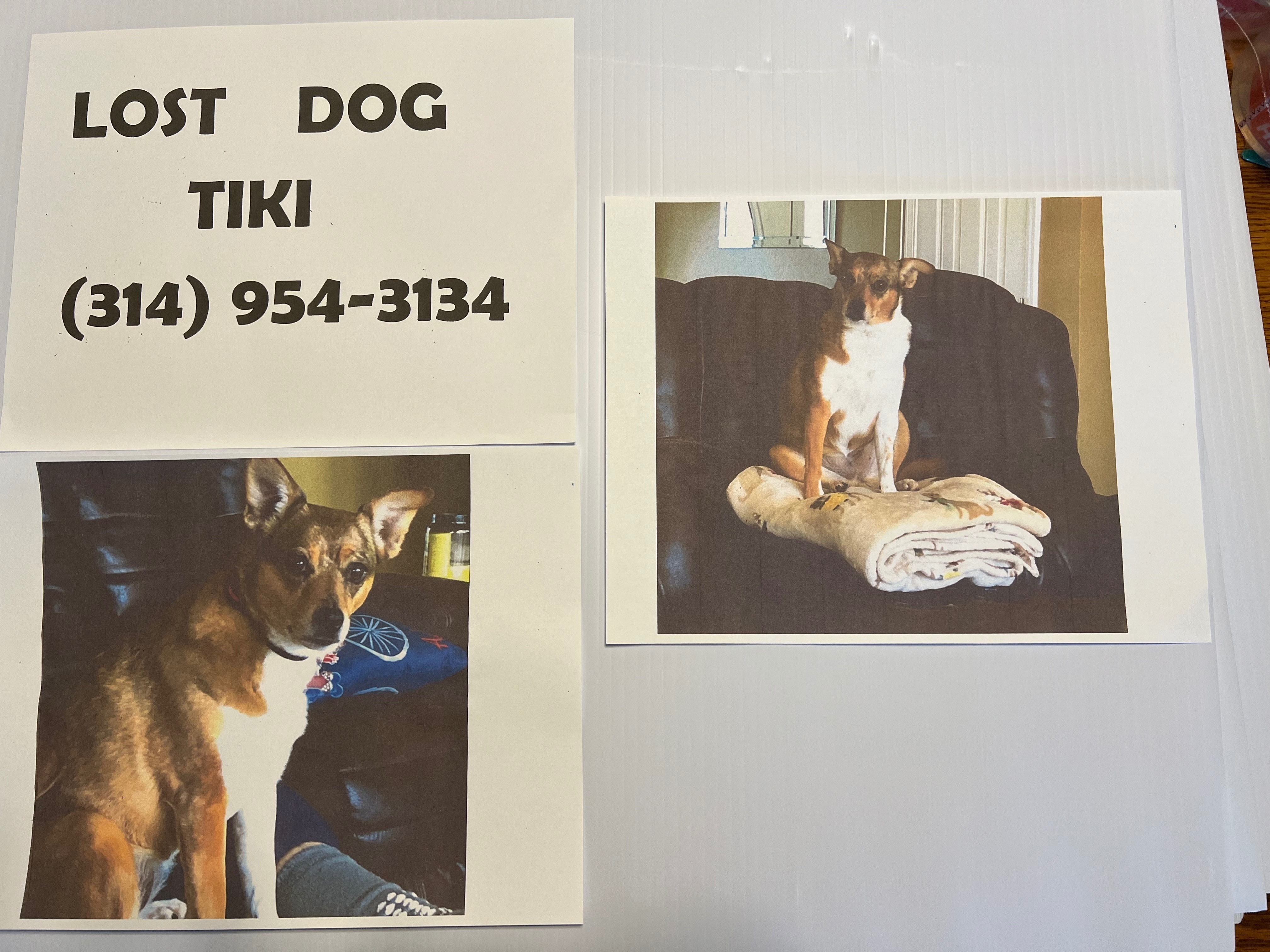 Lost Tri-Color Dog on Rose Knoll Lane