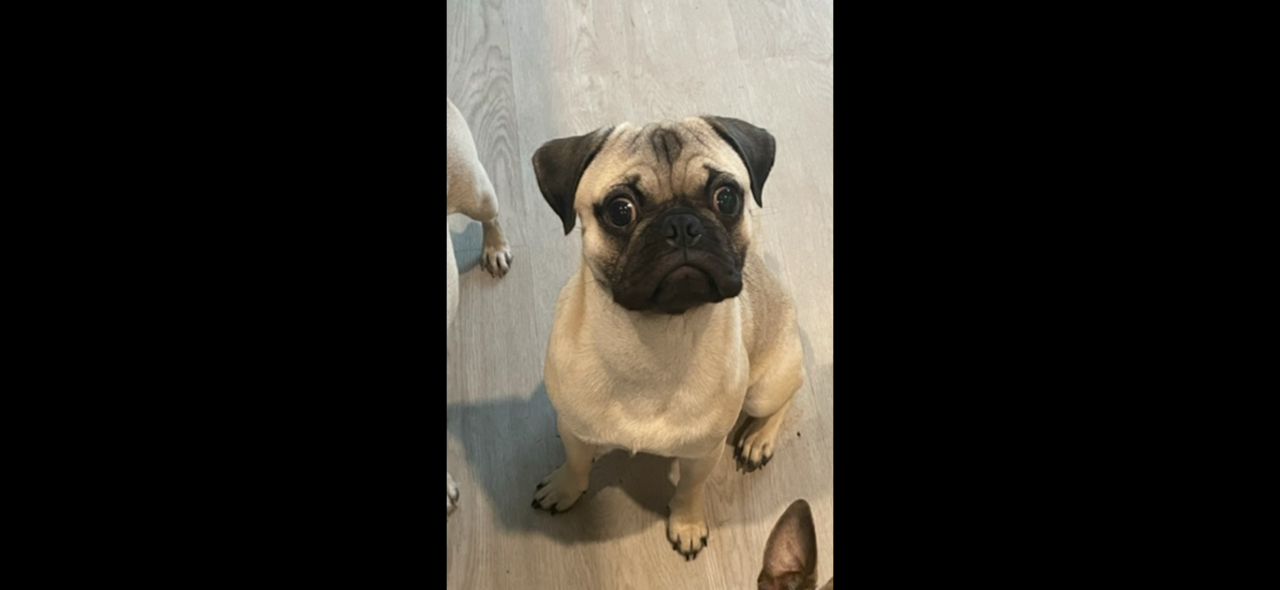 Lost Dog in San Antonio: Help Needed