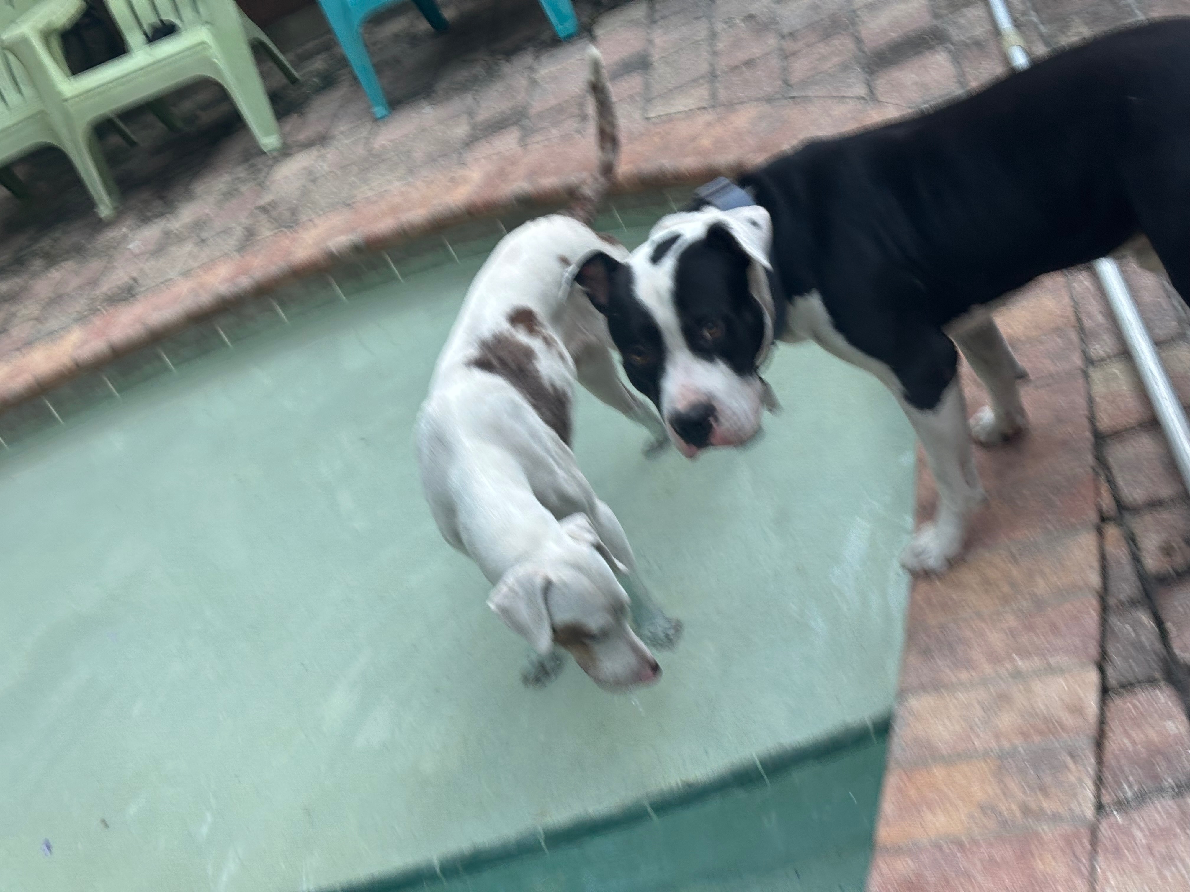 Lost Dogs: Pit Bull & Hound in Chiefland