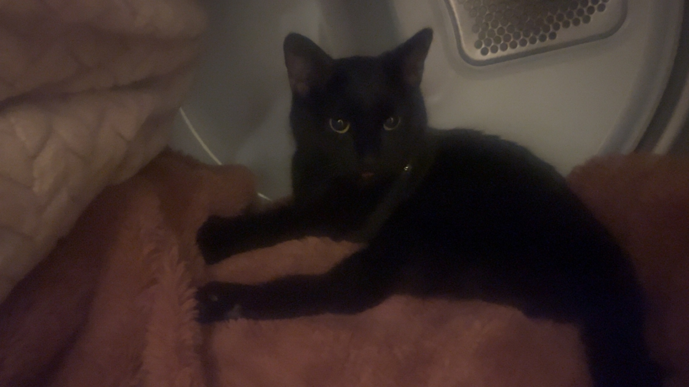 Lost Cat: Pink Collar, Oak Spring Rd