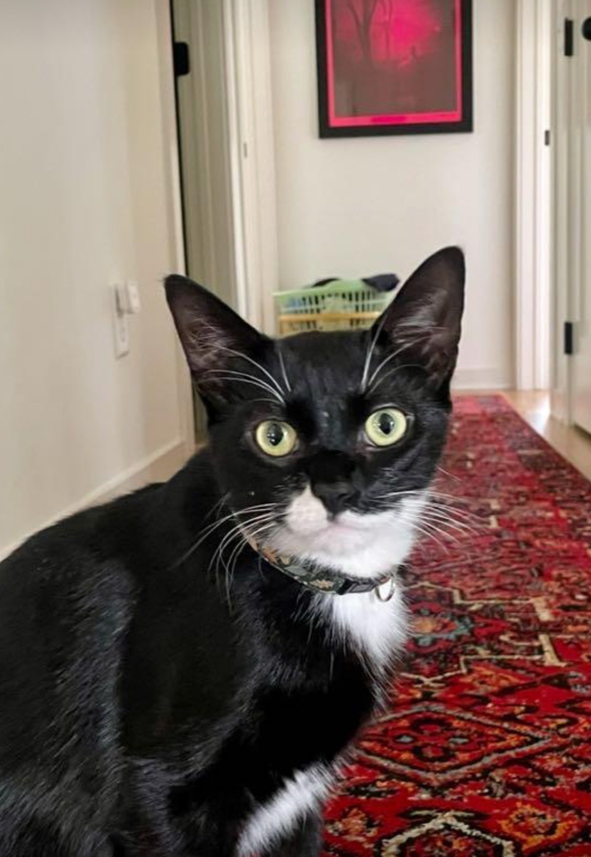 Lost Tuxedo Cat: Shy, Distinctive, Shoreview