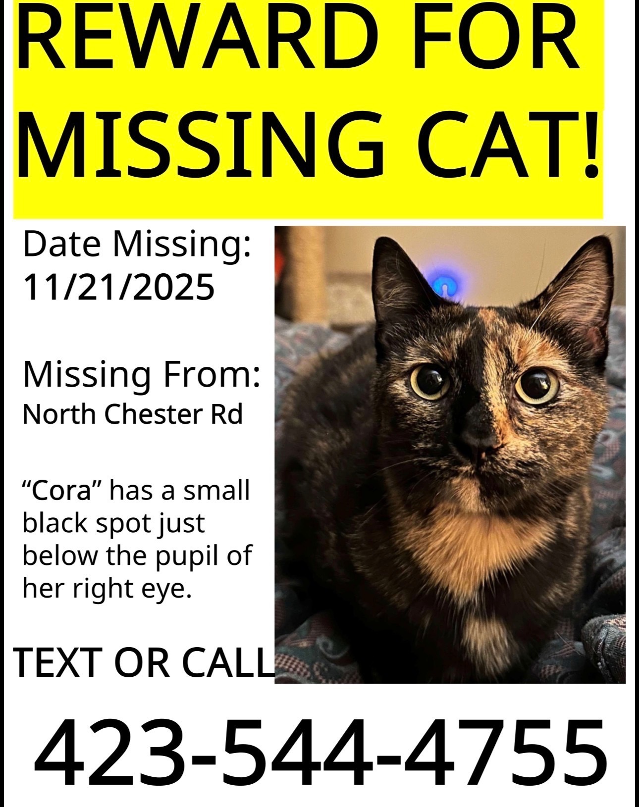 Lost and found pets , photo: Lost Tortie Cat: Unique Eye & Long Tail
