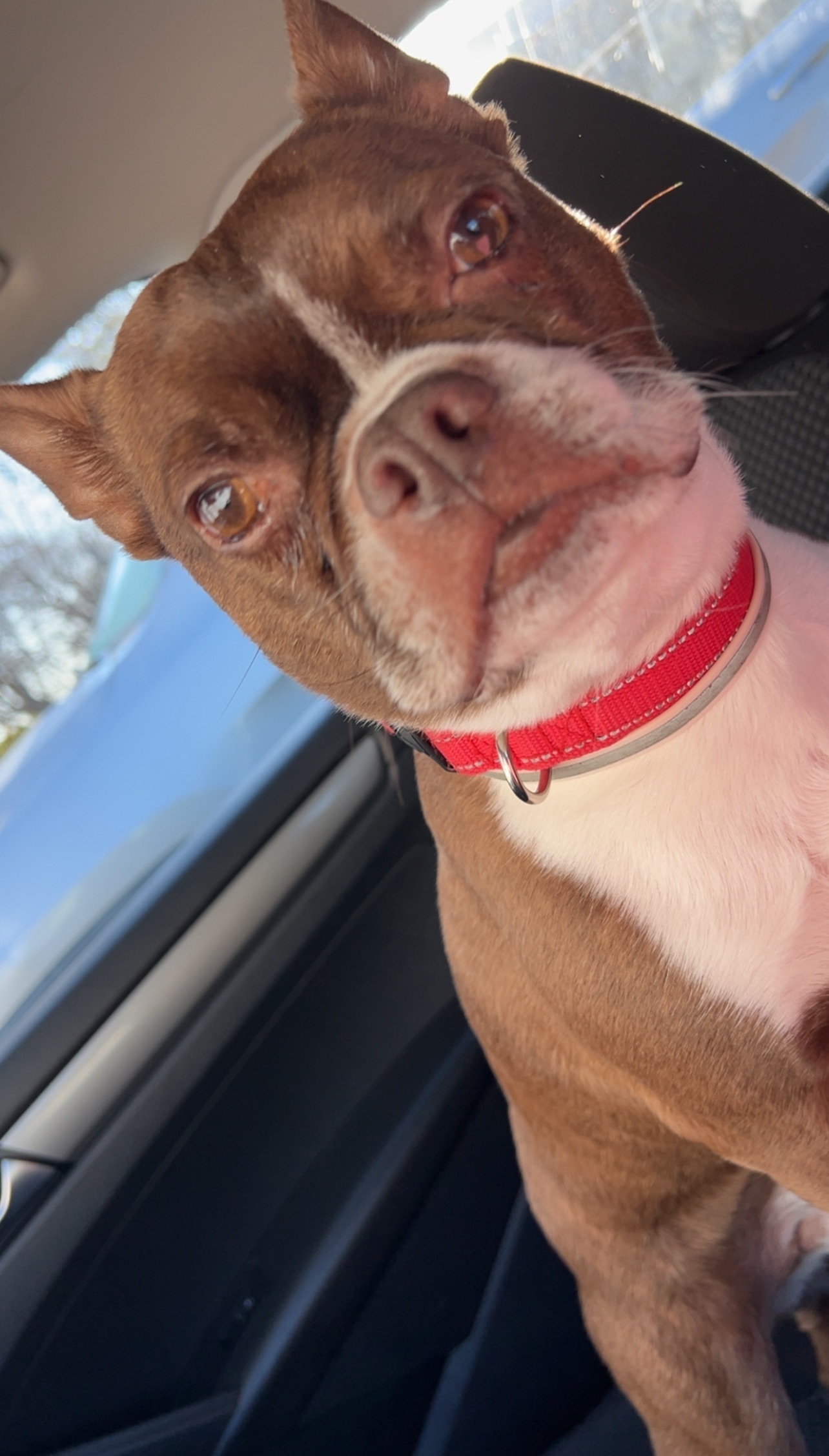 Lost Boston Terrier on Jackson St, Methuen