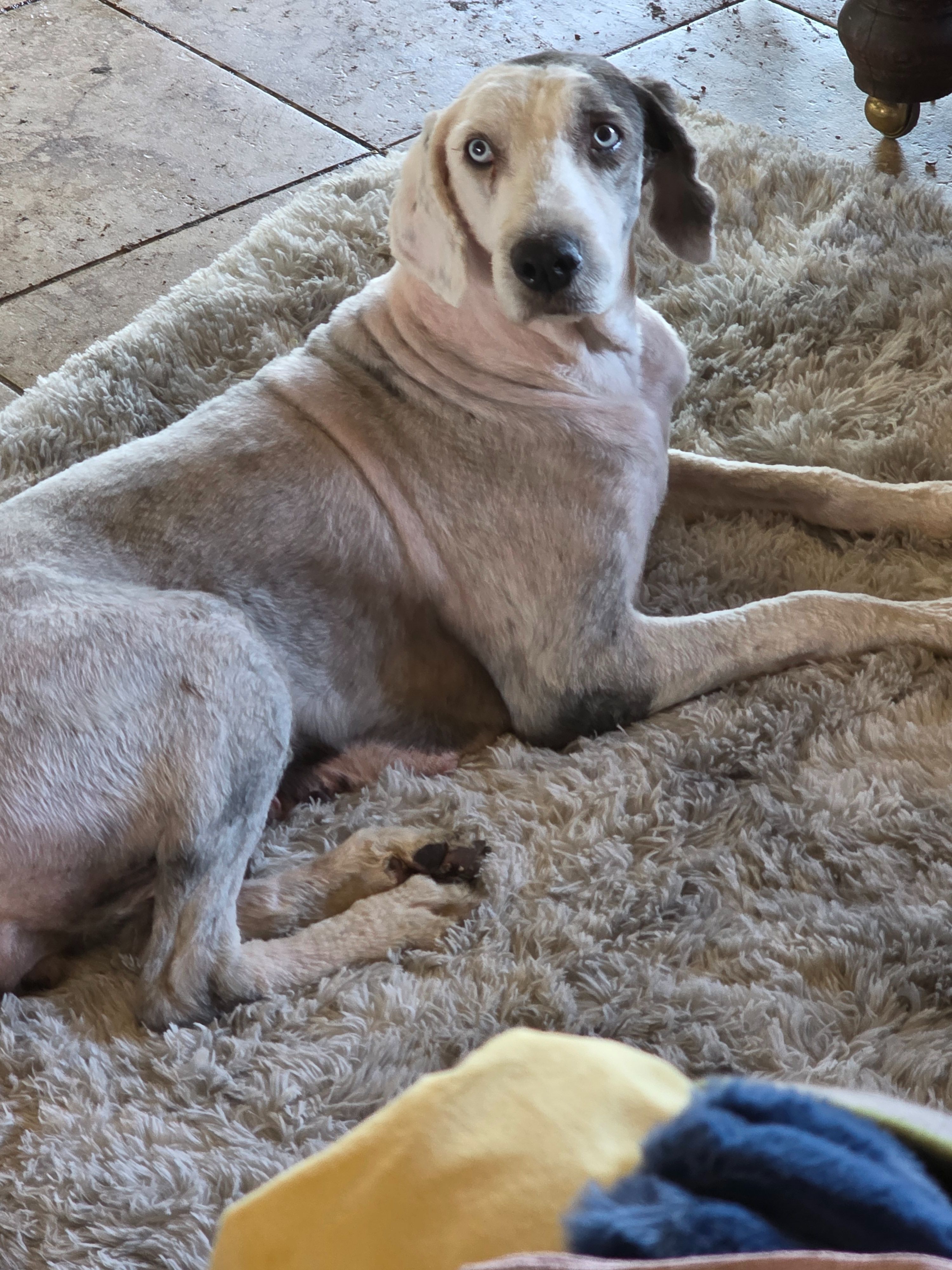 Lost Shy Old English Sheepdog in Elverta