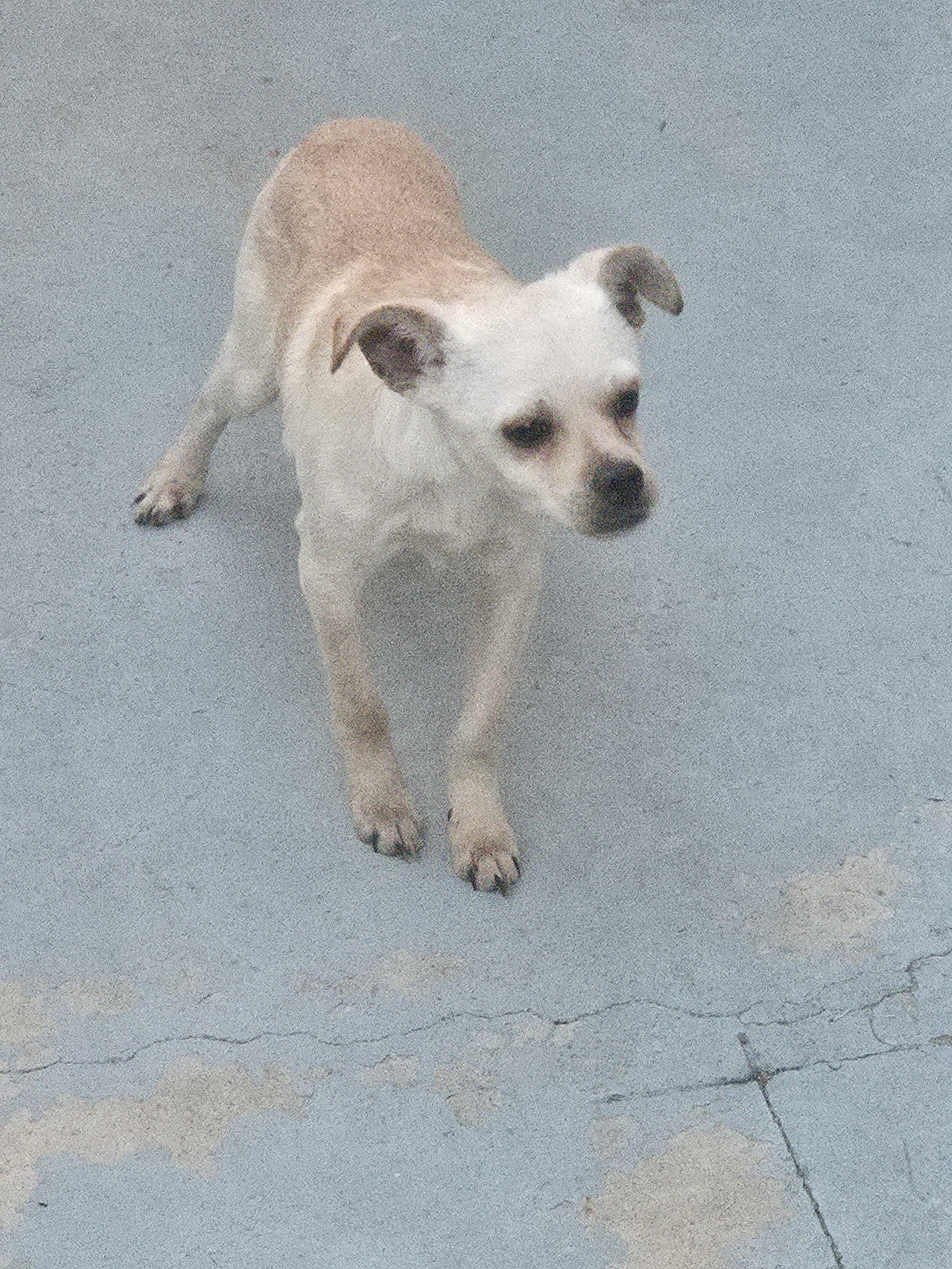 Found dog Phoenix, photo: Found: Playful Chihuahua Mix in Phoenix
