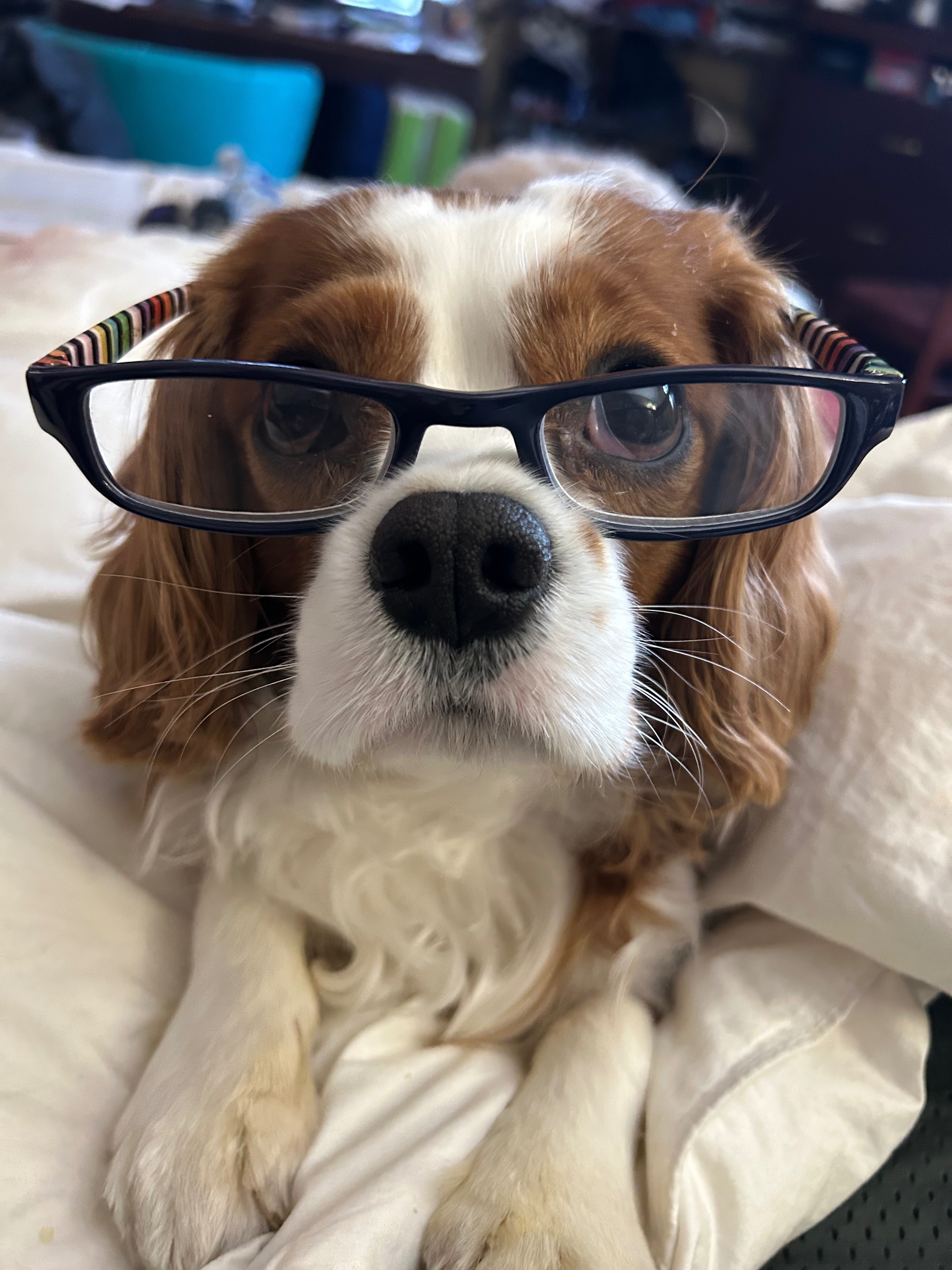 Lost King Charles: Blue Harness, Auburn Hills