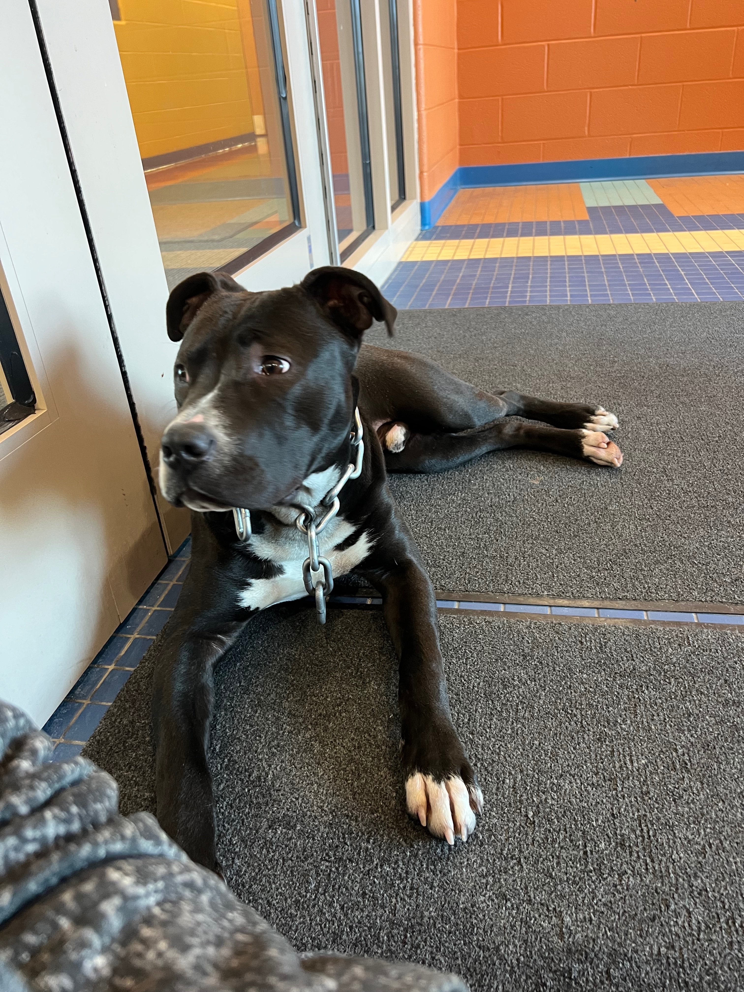 Found dog Akron, photo: Found: Energetic Young Male Dog in Akron