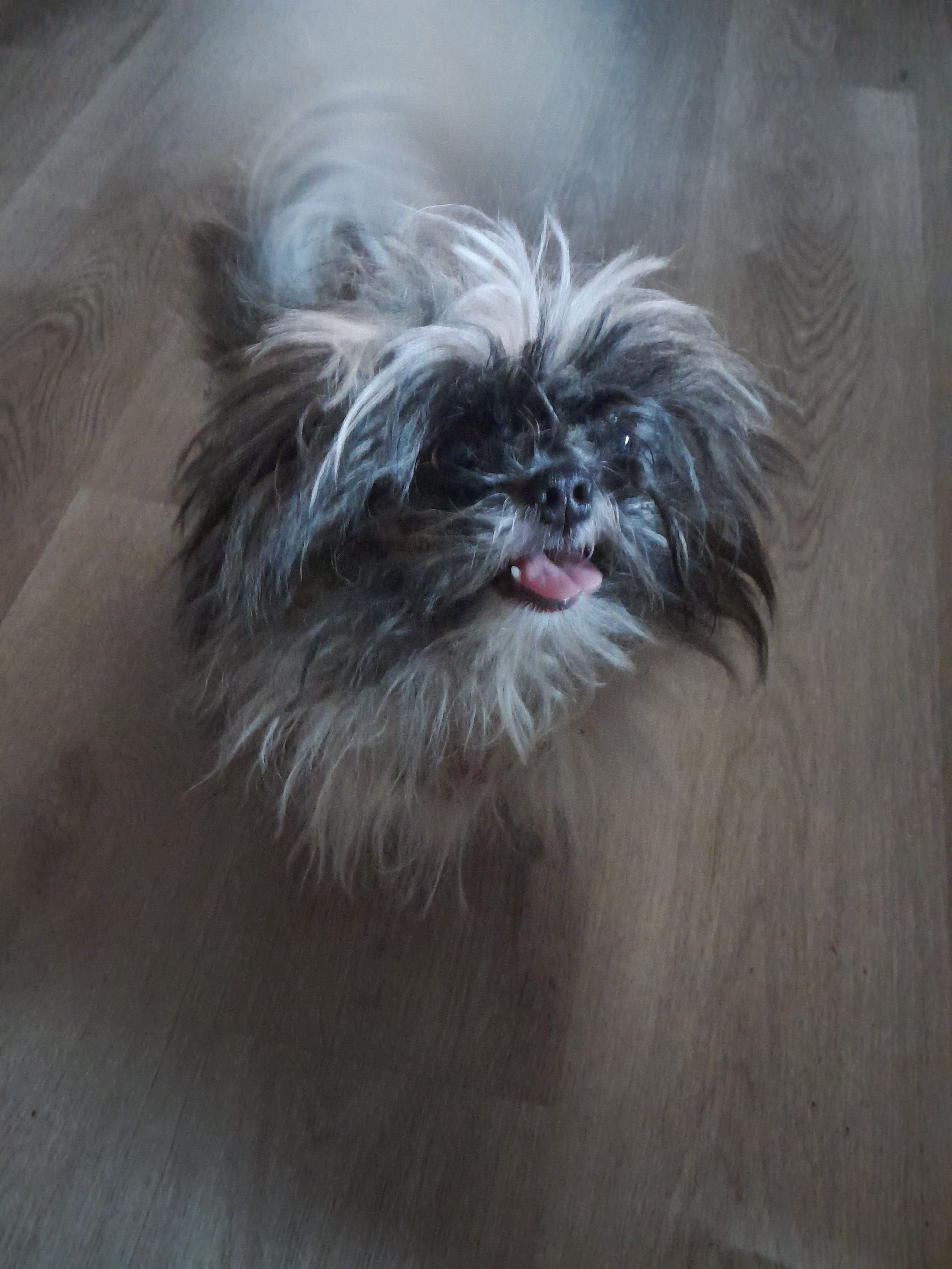 Missing dog Jacksonville, photo: Lost Dog on Fairglade Dr: Help Find Him!