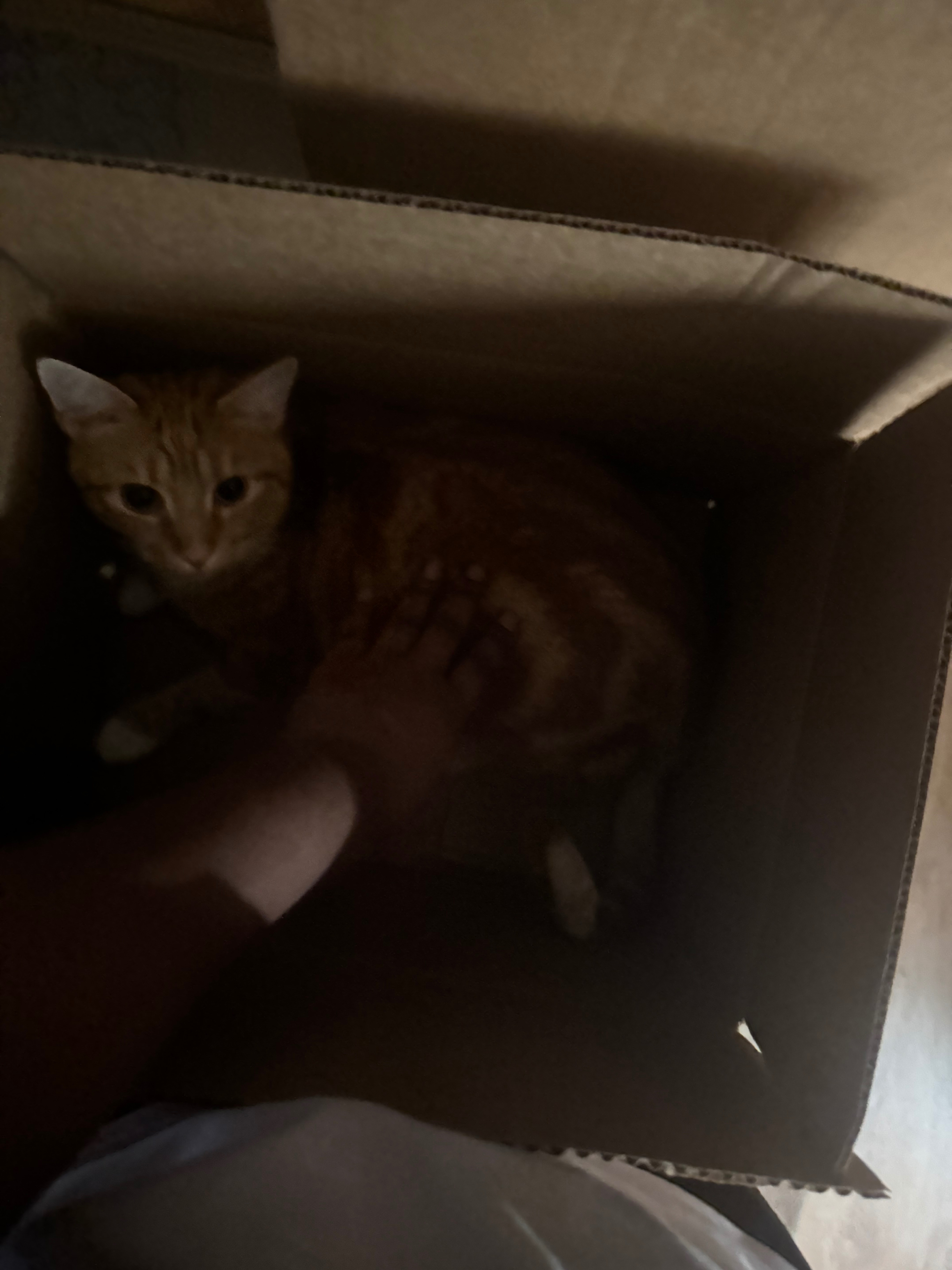 Missing cat Norfolk, photo: Lost Emotional Support Tabby in Norfolk