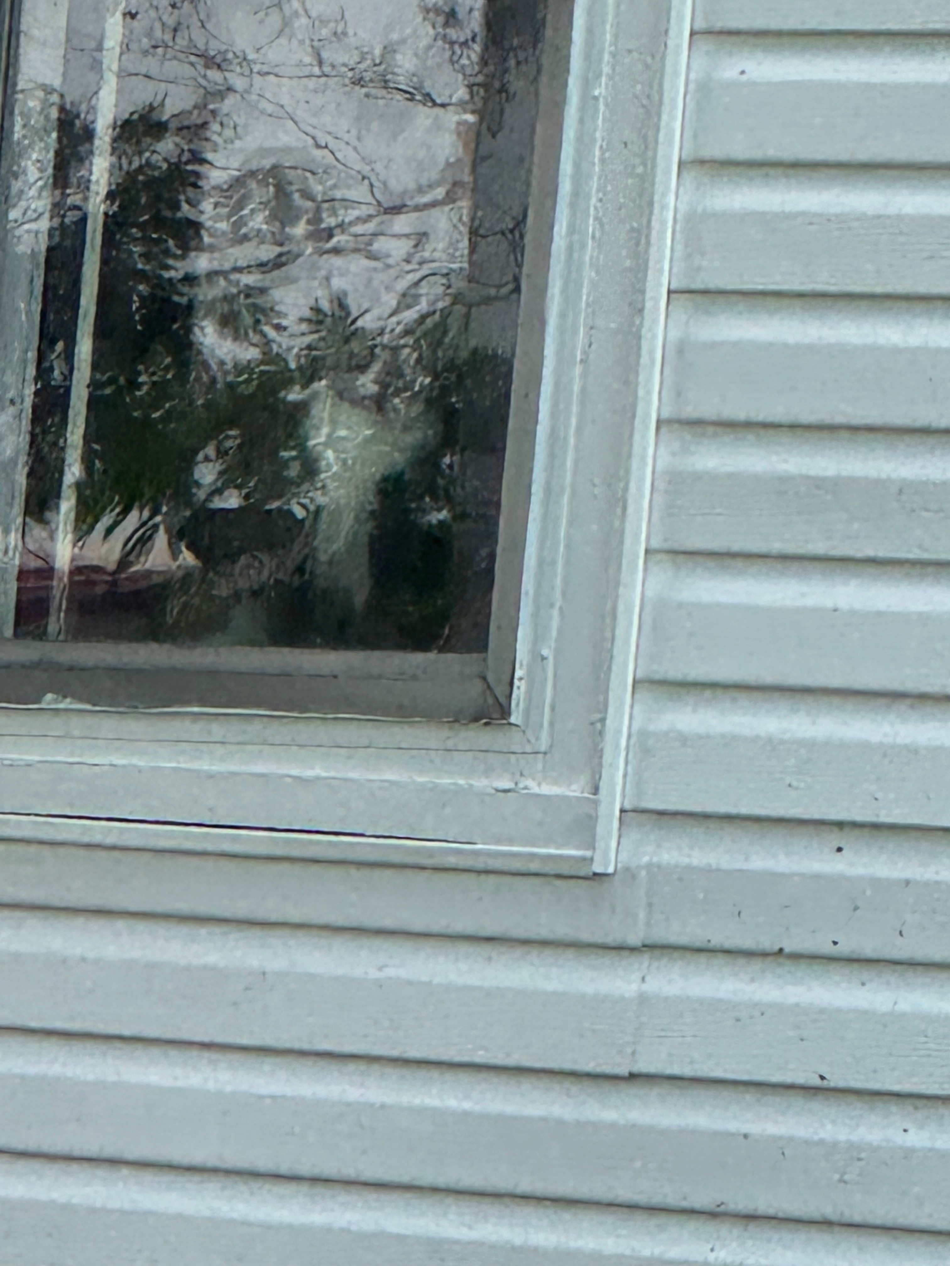 Lost Cat: Grey with White Markings, 4th St