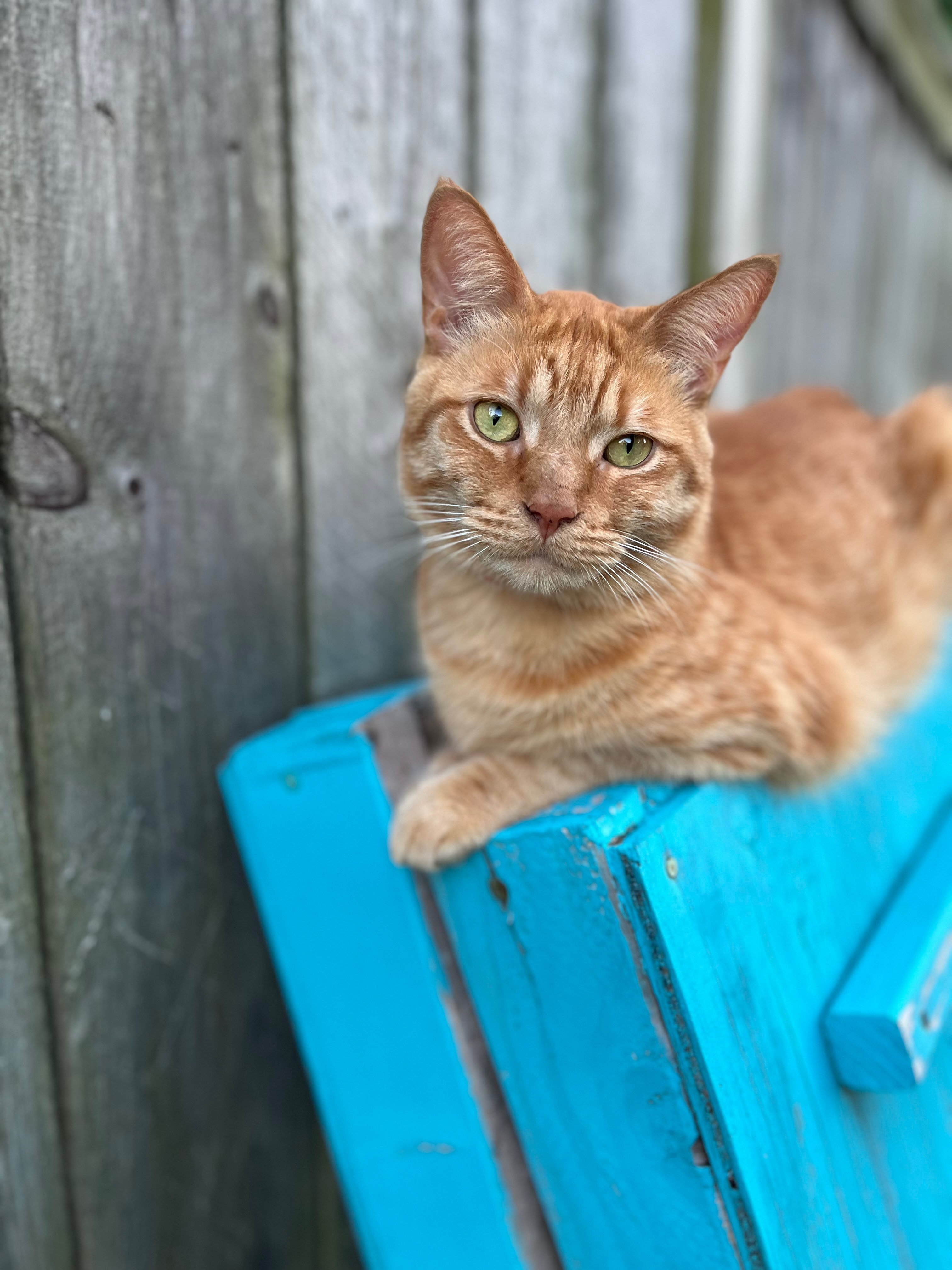 Missing cat Michigan Center, photo: Lost Orange Cat: Friendly with Head Tilt