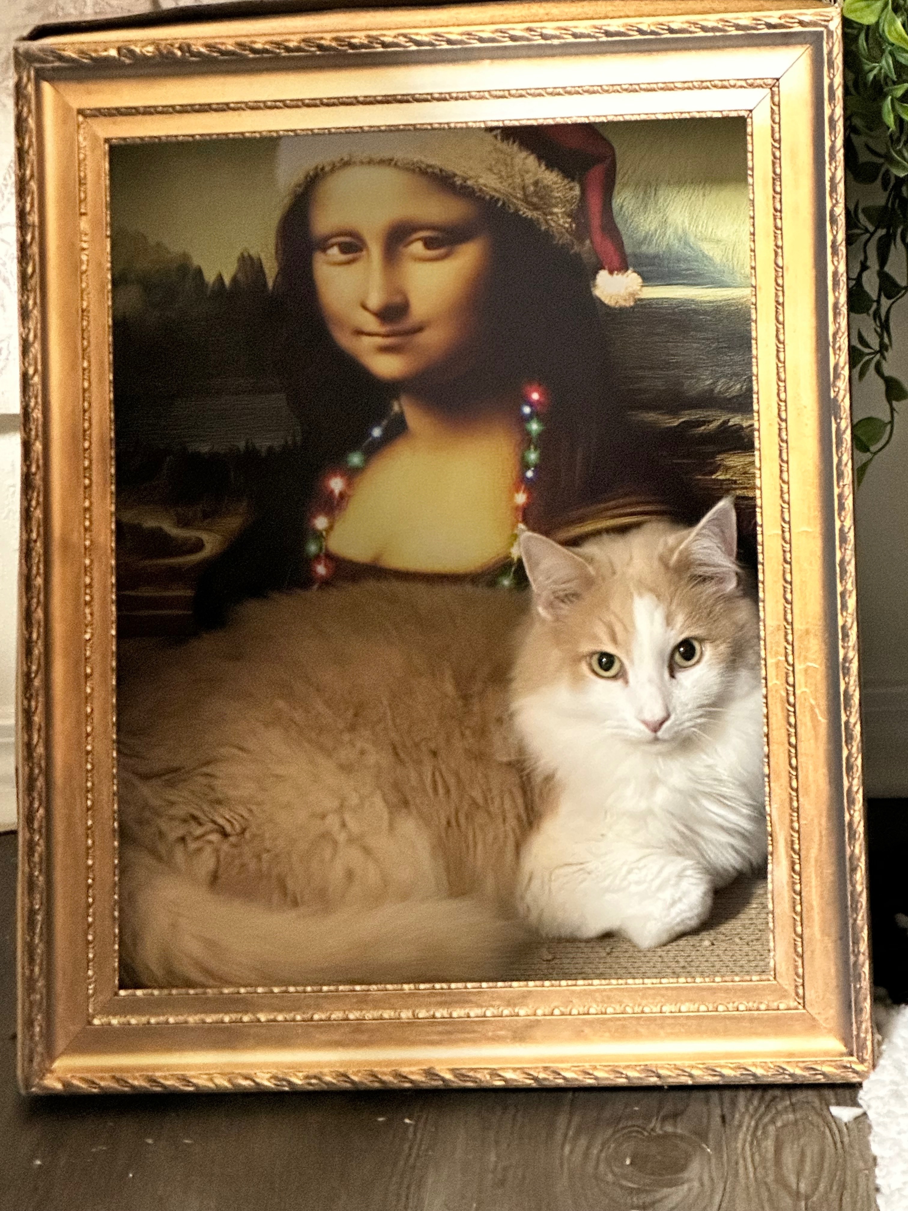 Missing cat Cary, photo: Lost Fluffy Cream Cat in Cary Area