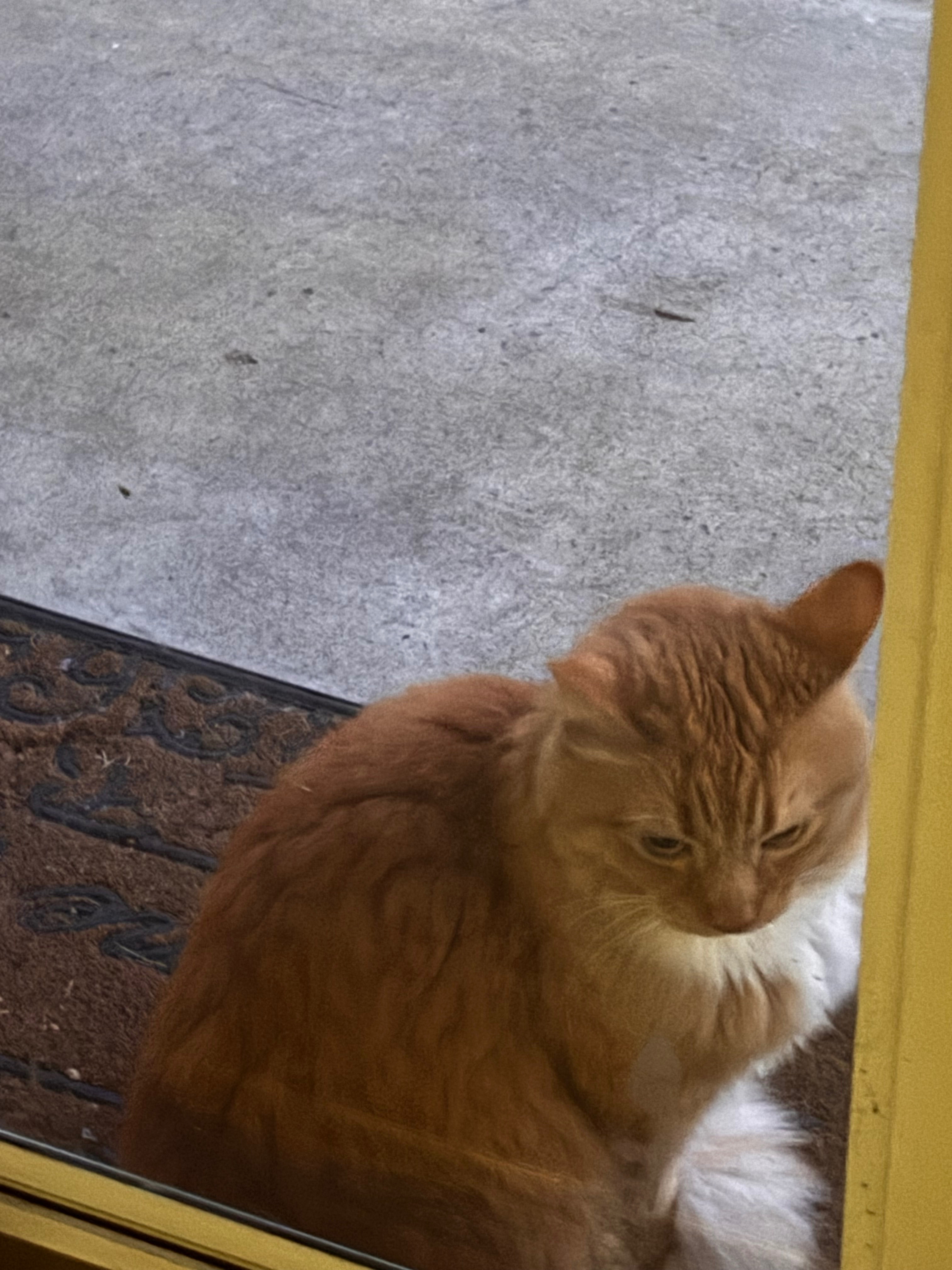 Found pets North Little Rock, photo: Found: Friendly Dark Orange Cat, NLR