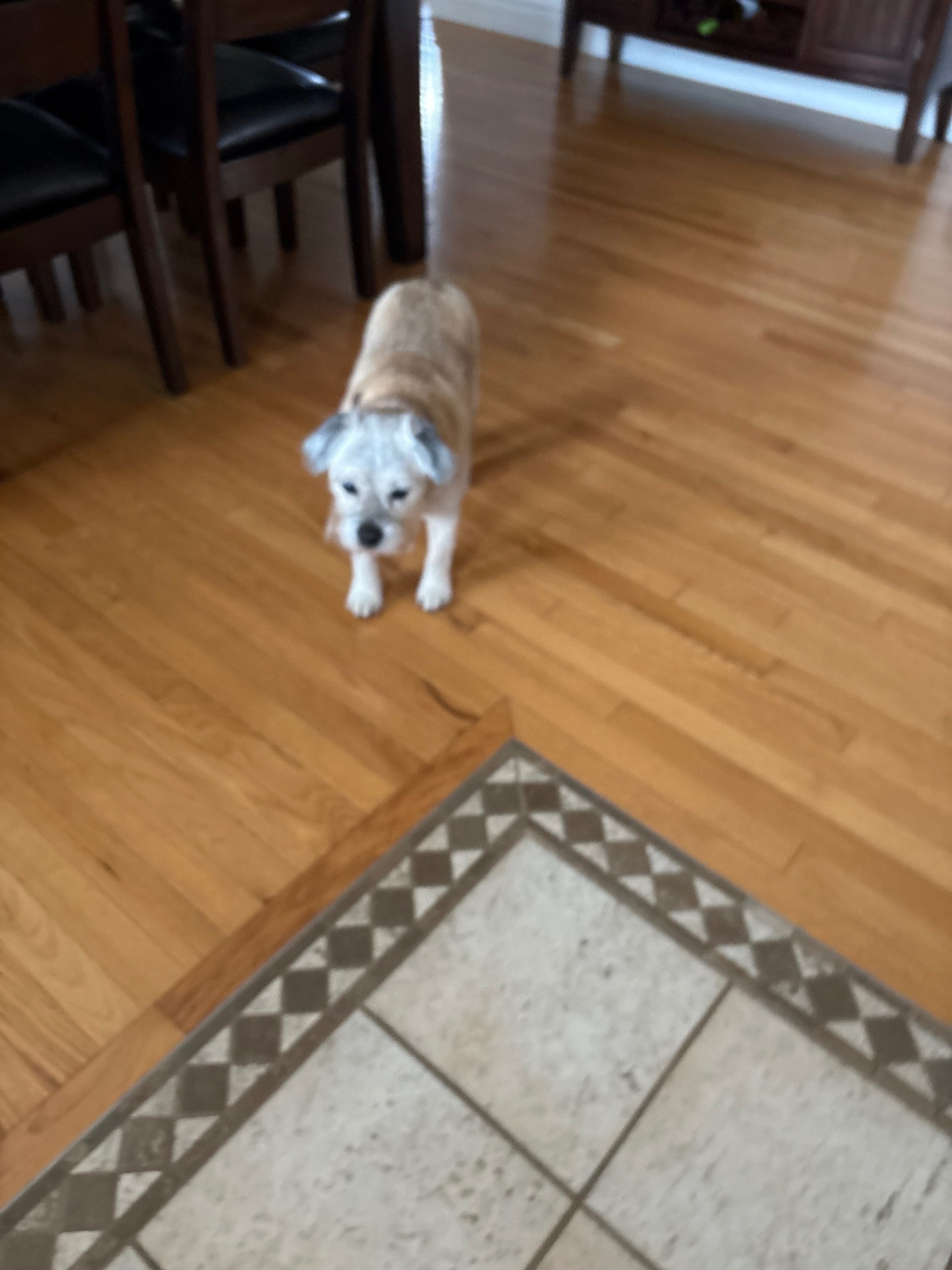 Lost Tan Dog: Skittish, 25lbs, Glen Carbon