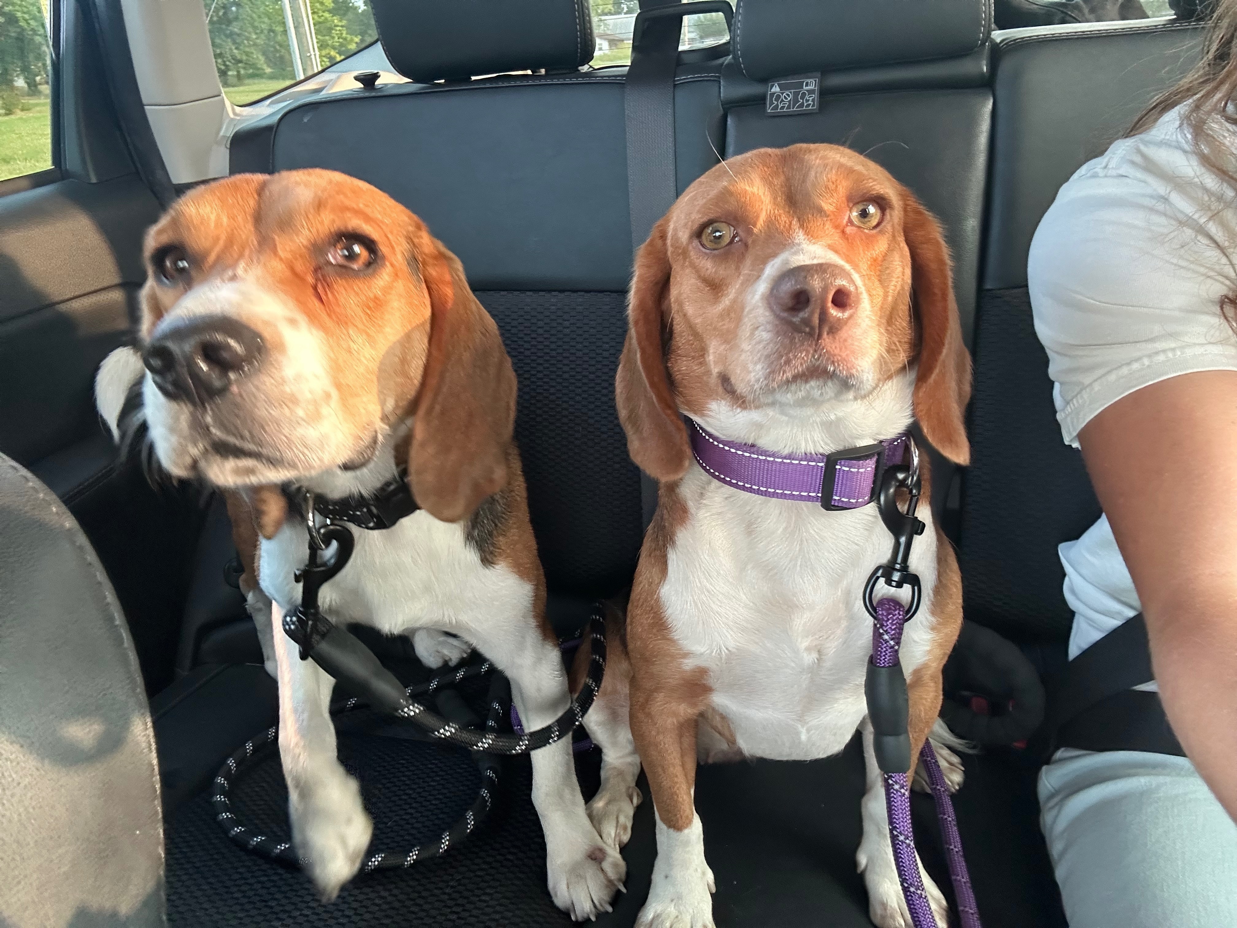 Lost Dogs: Bud & Lady Need Your Help!