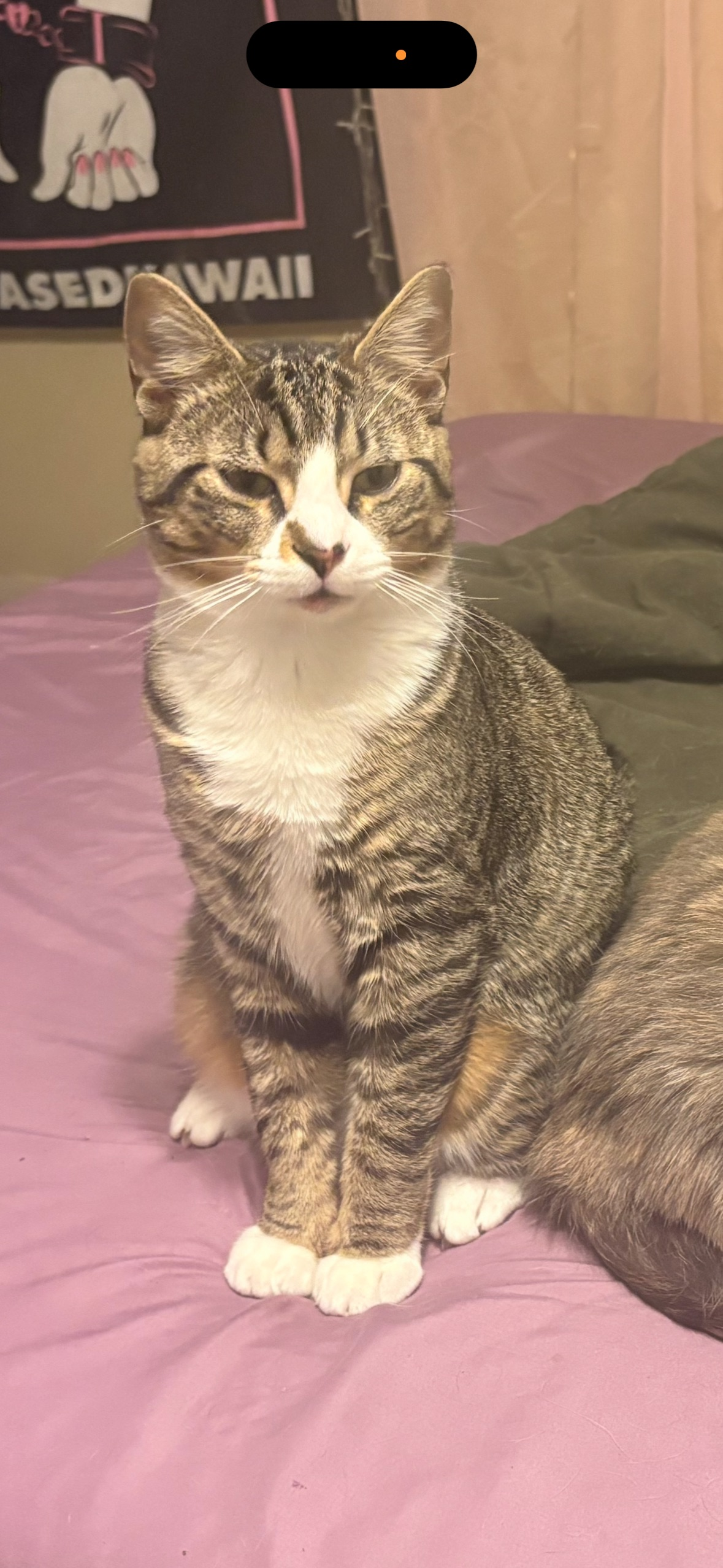 Lost Tux Tabby: Gizmo Missing in Kingsport