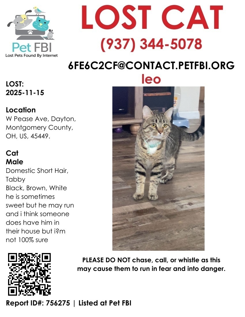 Missing cat West Carrollton, photo: Lost Cat: Brown/White, Yellow Eyes, West Carrollton