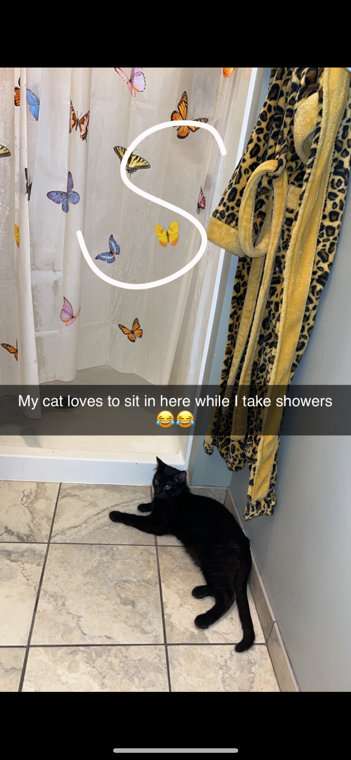 Lost Black Cat: Friendly but Timid