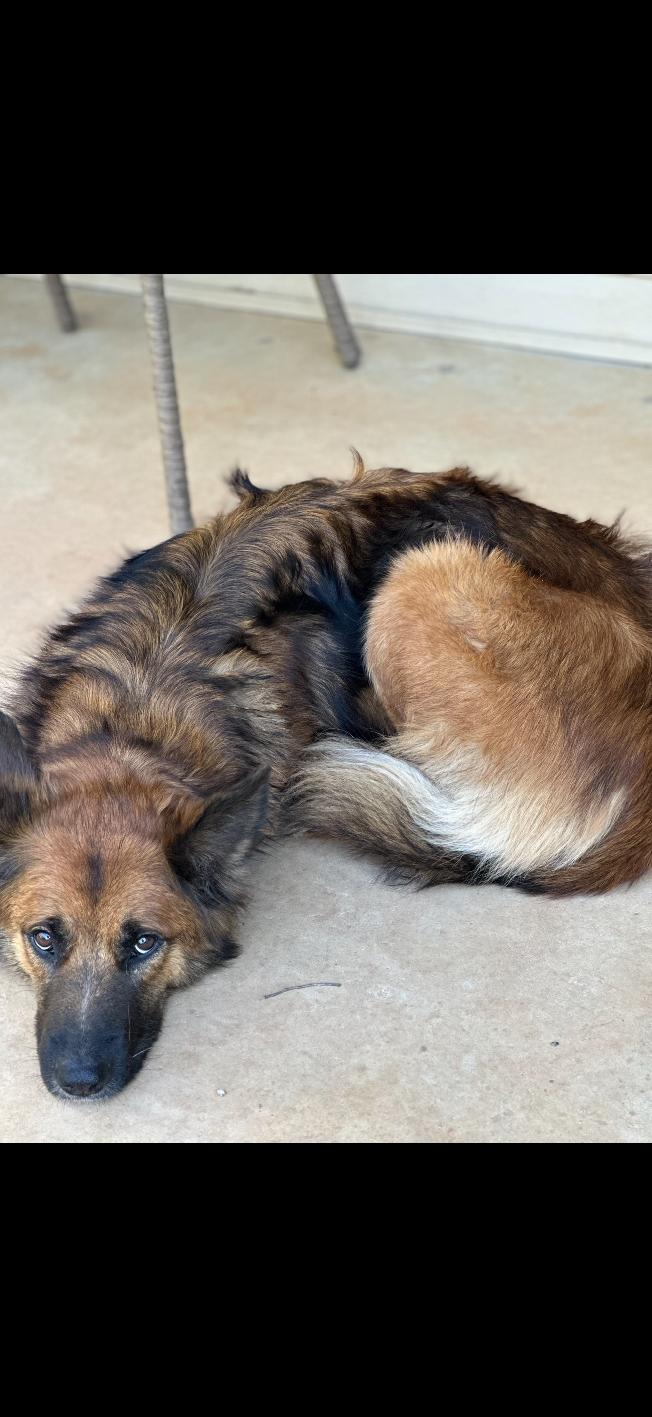 Lost: Friendly German Shepherd Mix