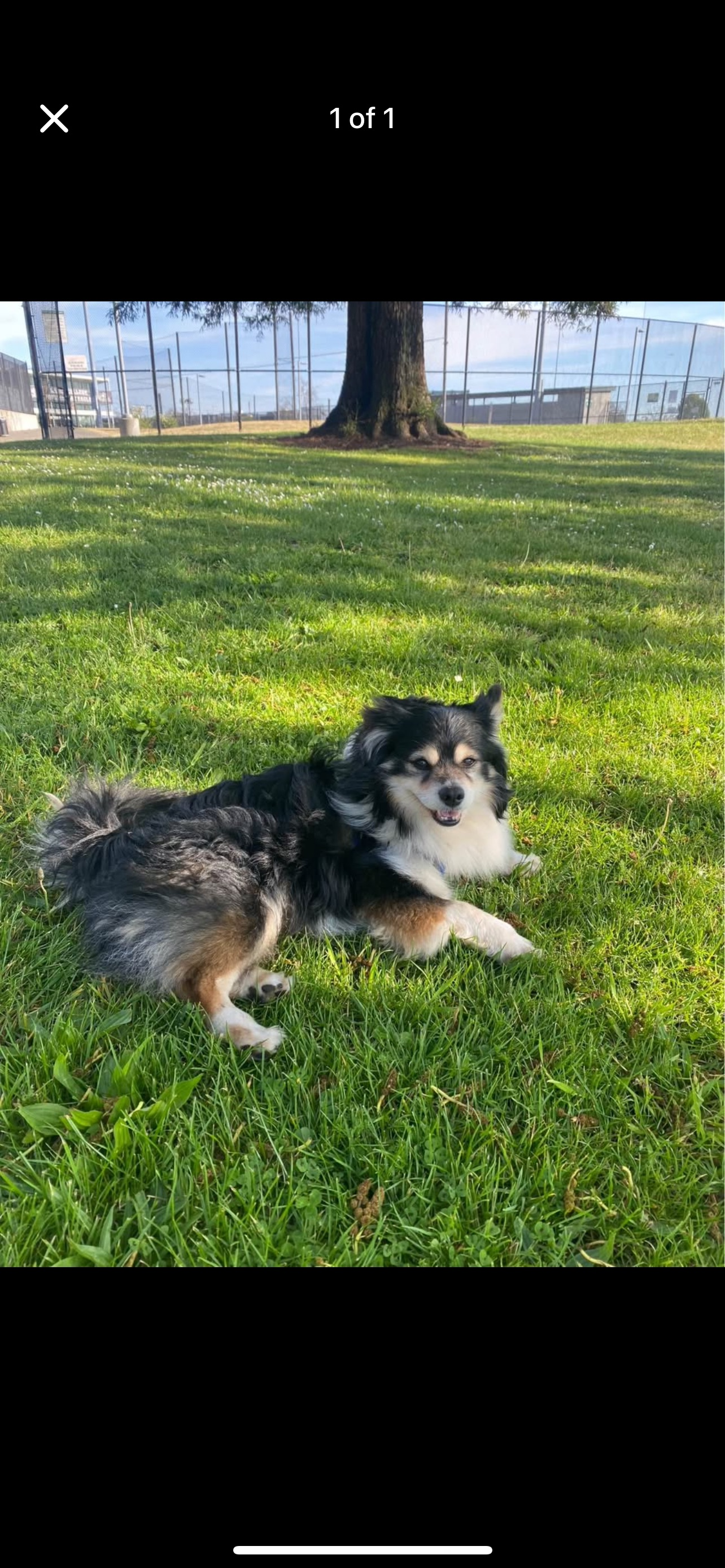 Lost pets Oakland, photo: Lost Black & White Dog: Oakland, E. 19th St