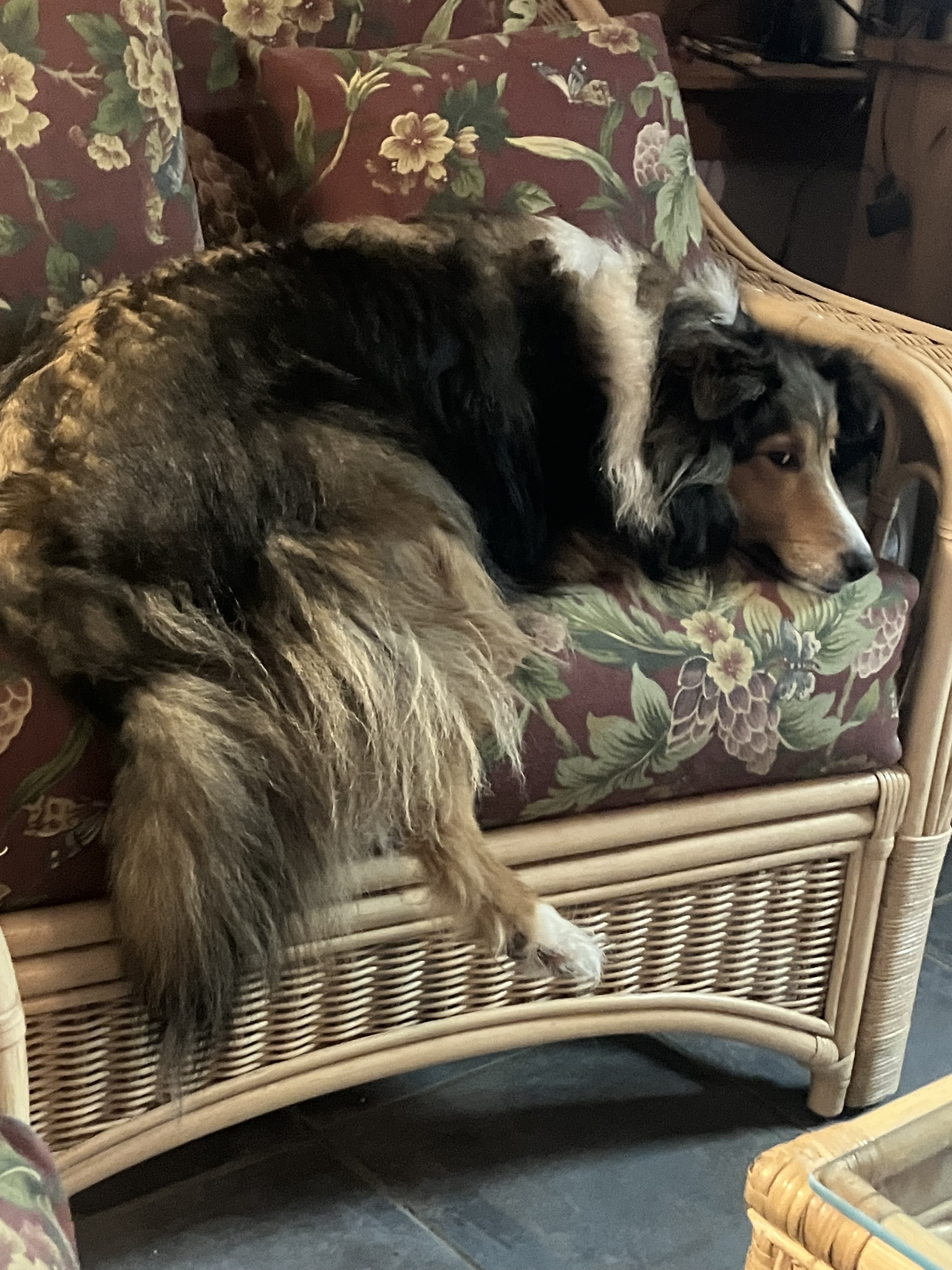 Lost Sheltie on Strong Rd, Call 860-888-1623