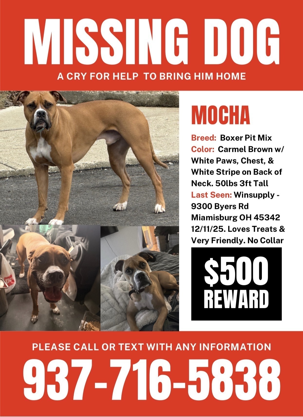 Missing dog Miamisburg, photo: Help Find Mocha: Lost Boxer Pit Mix