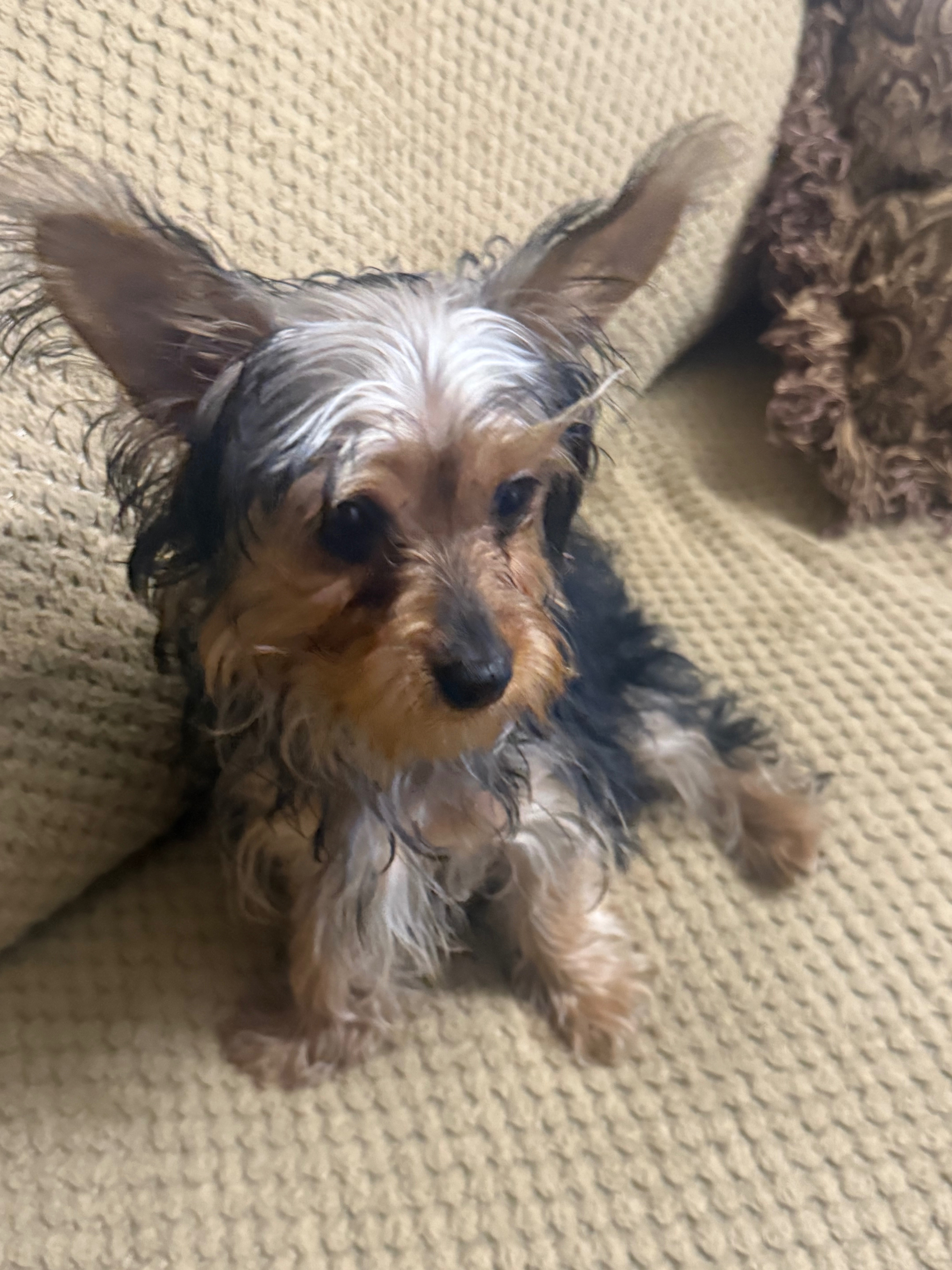 Lost Dog Daysi: Friendly, No Tail, 3rd Ave