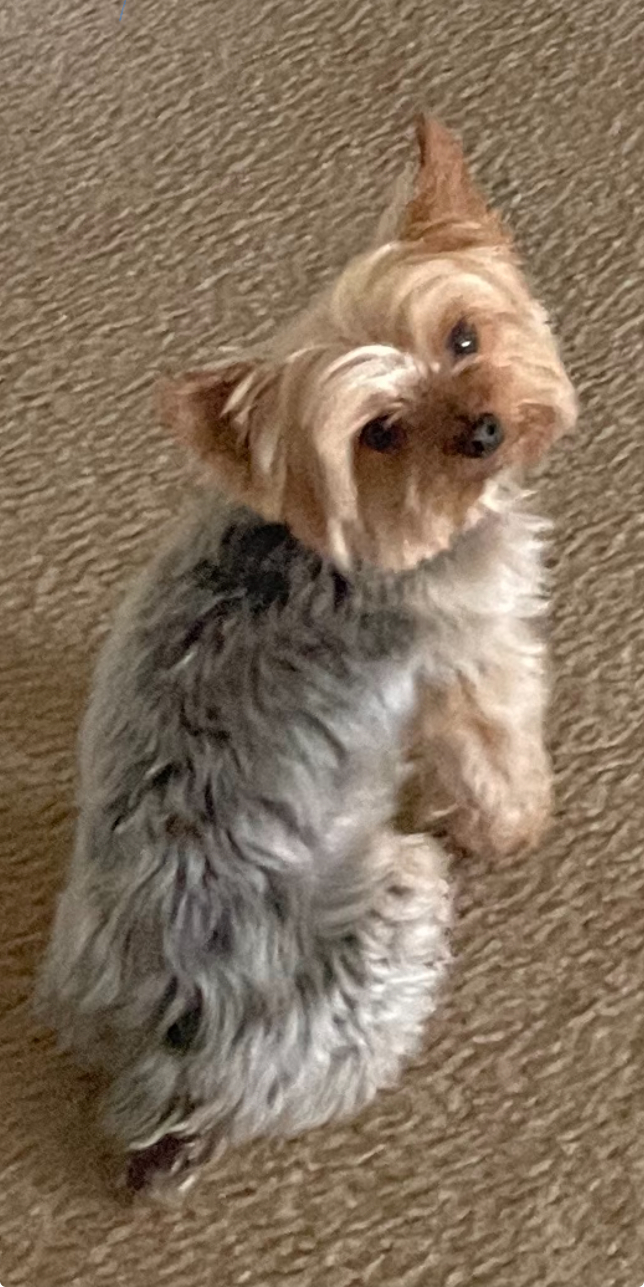 Lost Dog in Waldorf: Grey & Tan, Neutered