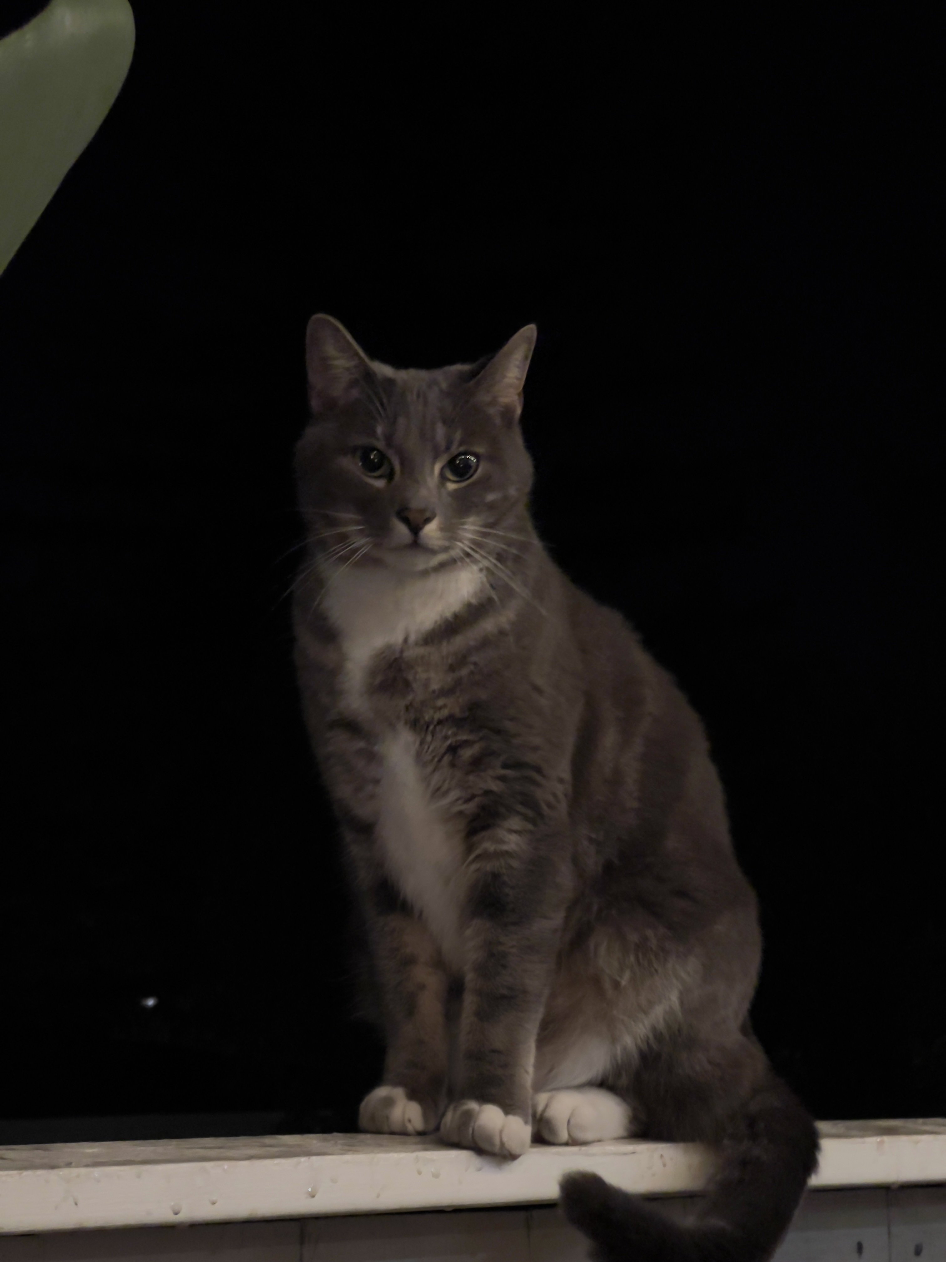 Found pets , photo: Friendly Grey Cat Found in Moffett Area