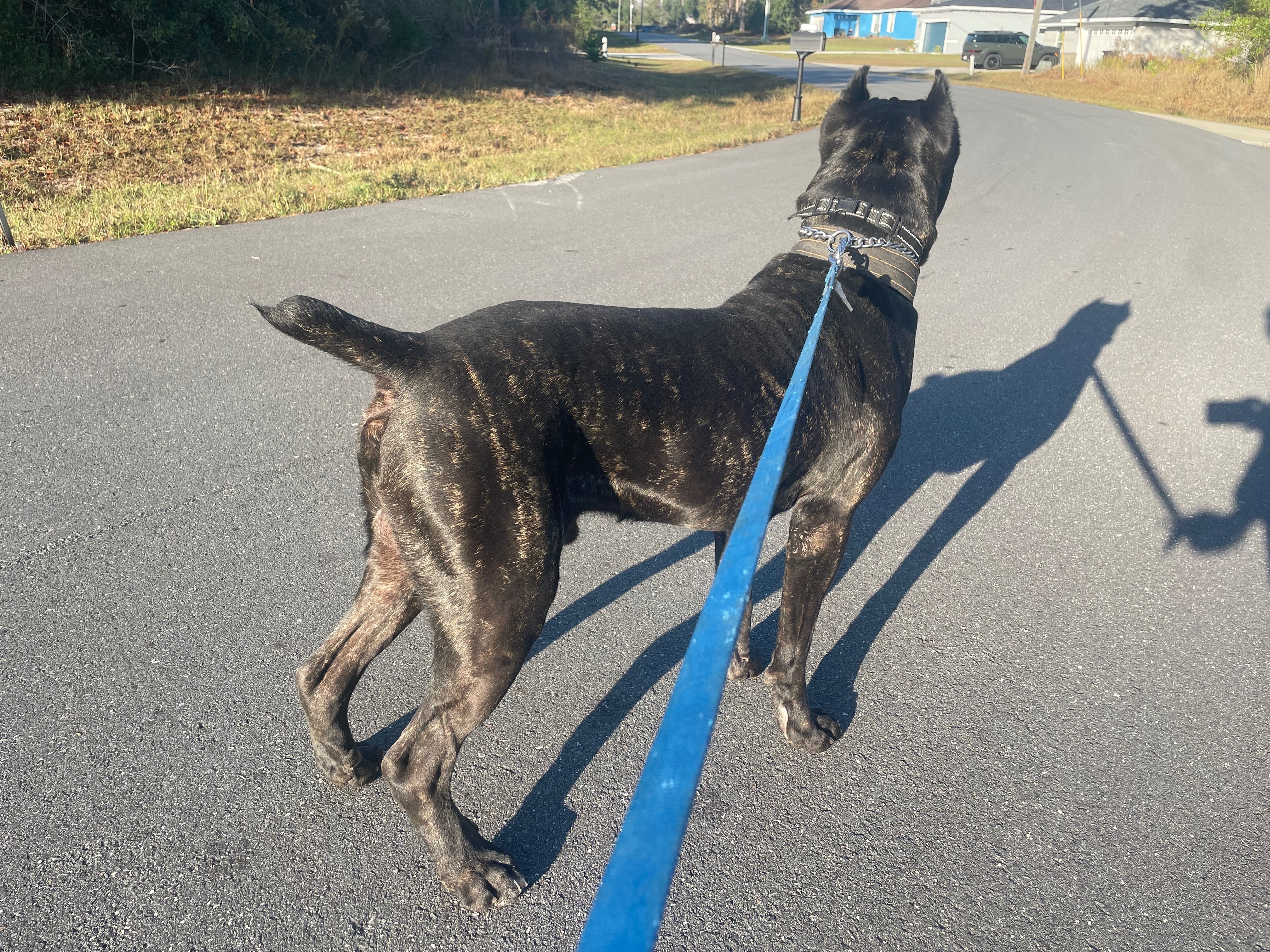Found Male Cane Corso with Col...