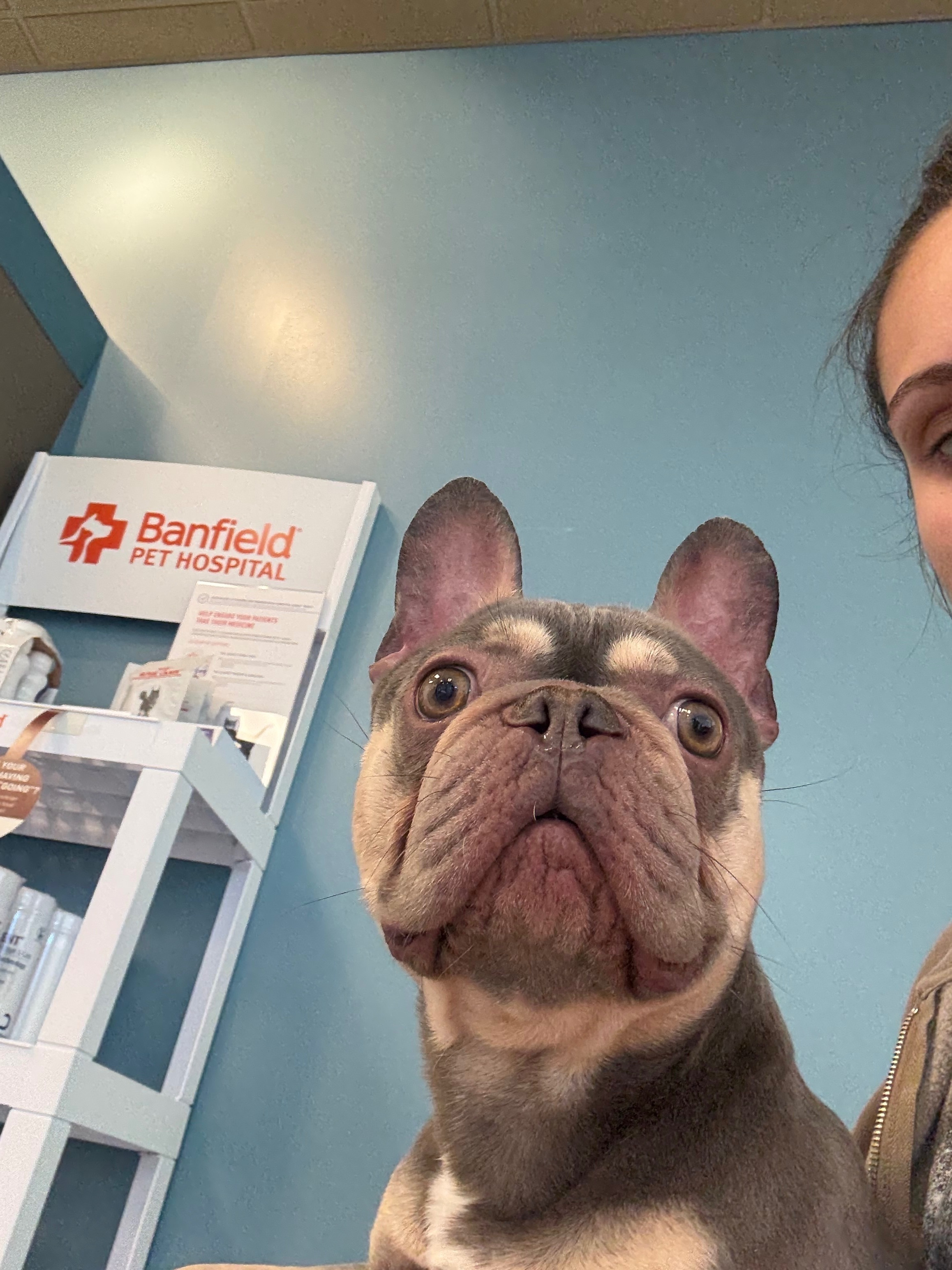 Lost Dog on NW 95th St, Miami