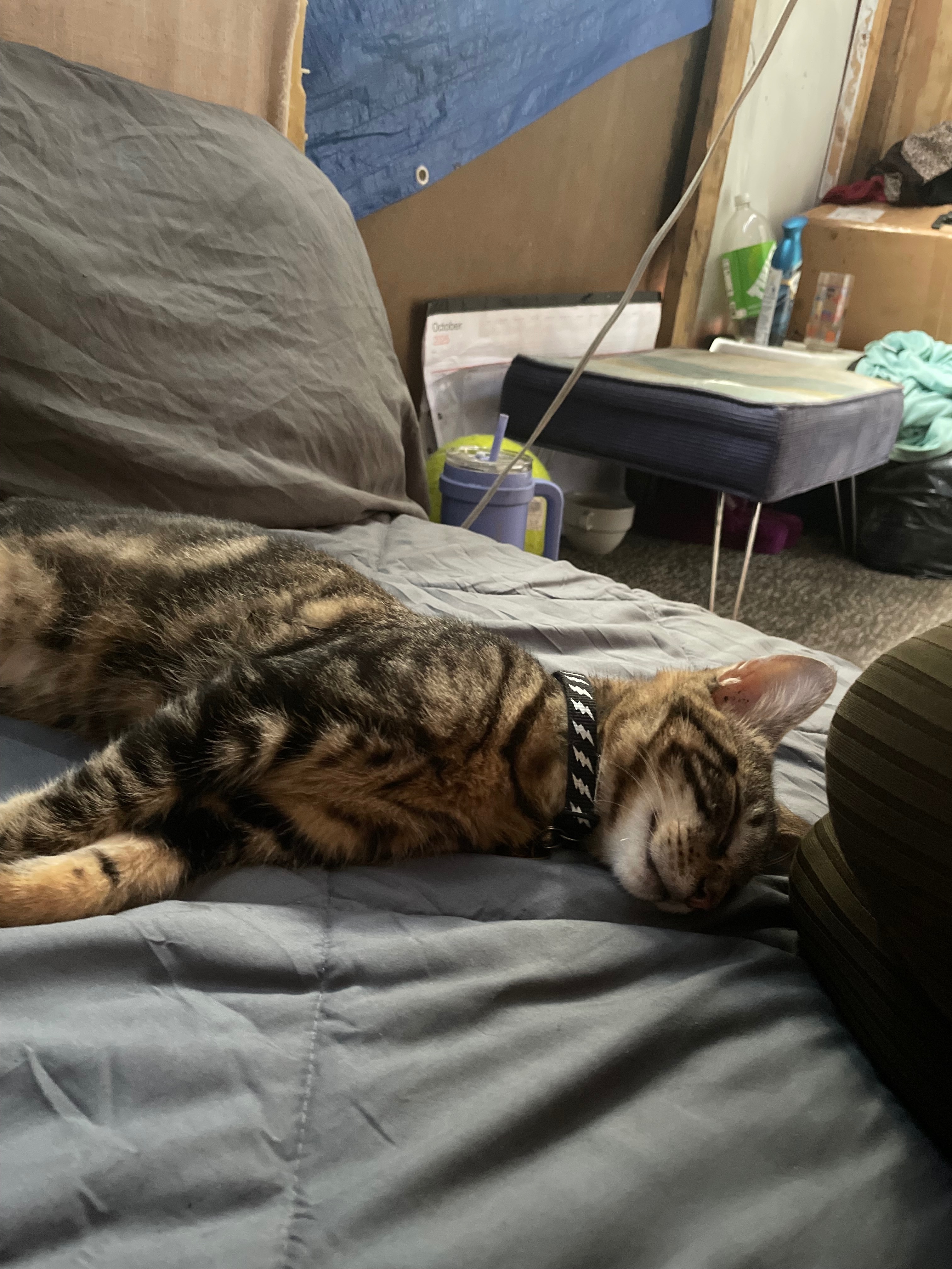 Missing cat Gulfport, photo: Lost Sweet Cat Near Community Rd, Gulfport