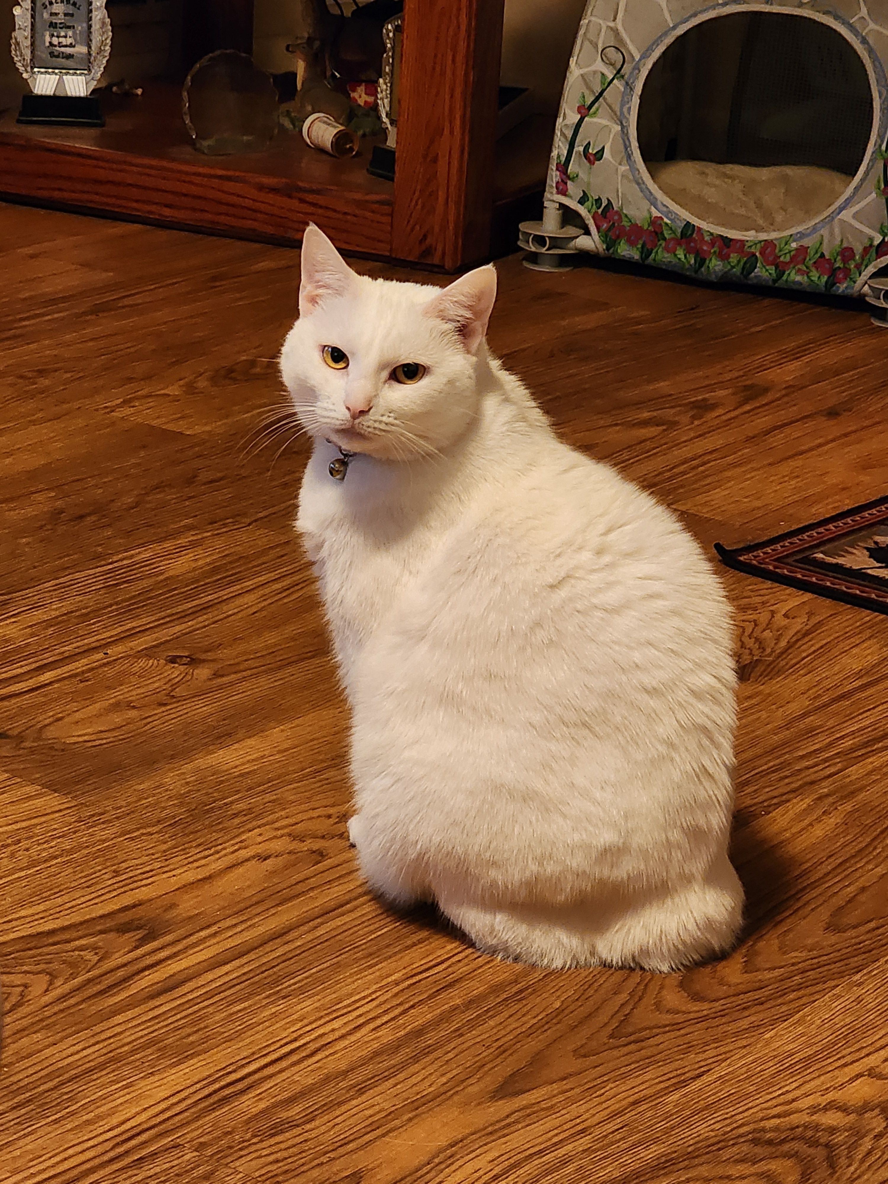 Lost Cat: Yellow Eyes, Blue Collar