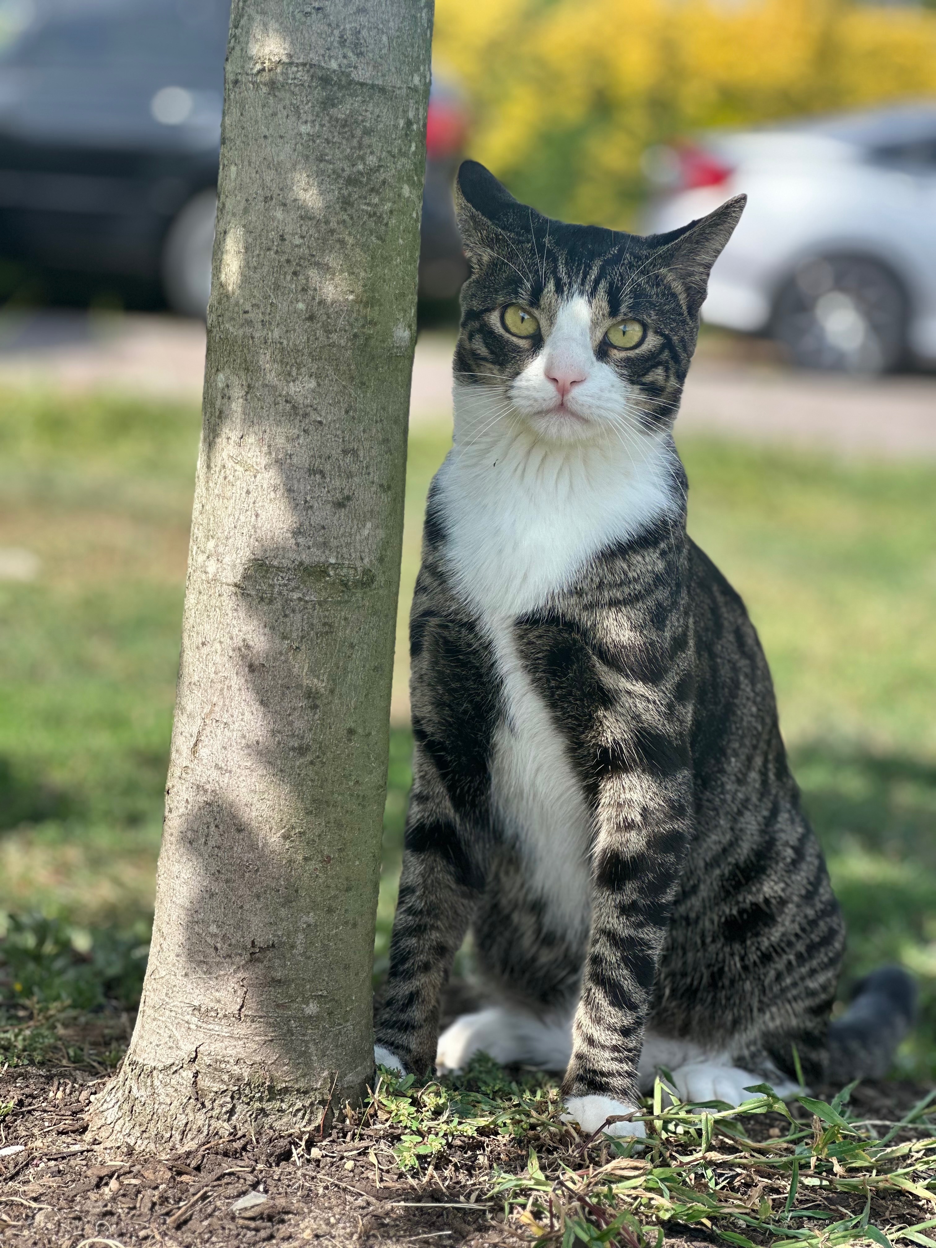 Lost Gray Tabby: Unique Markings!