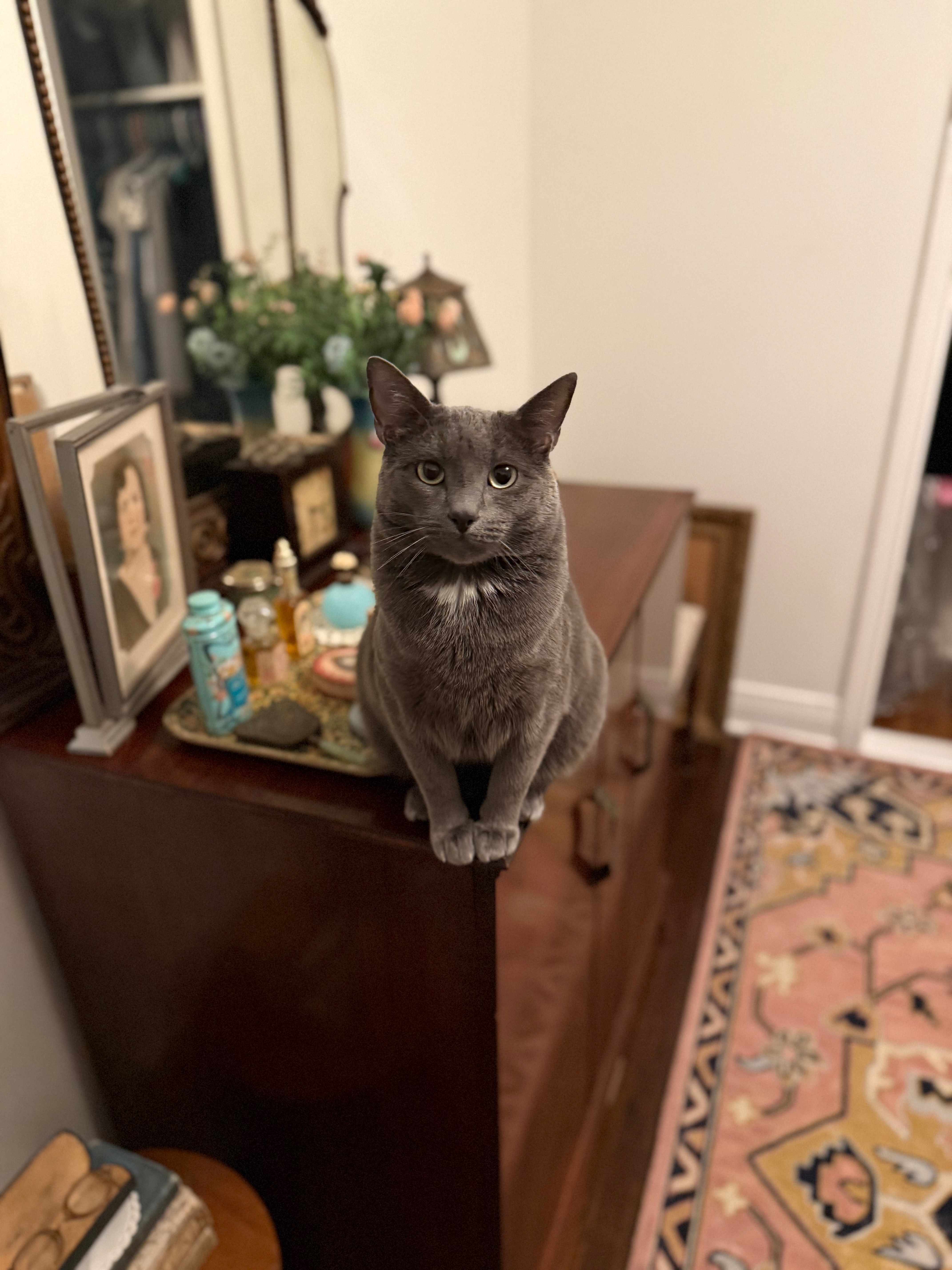 Lost Gray Cat: West Hefner Rd, OKC