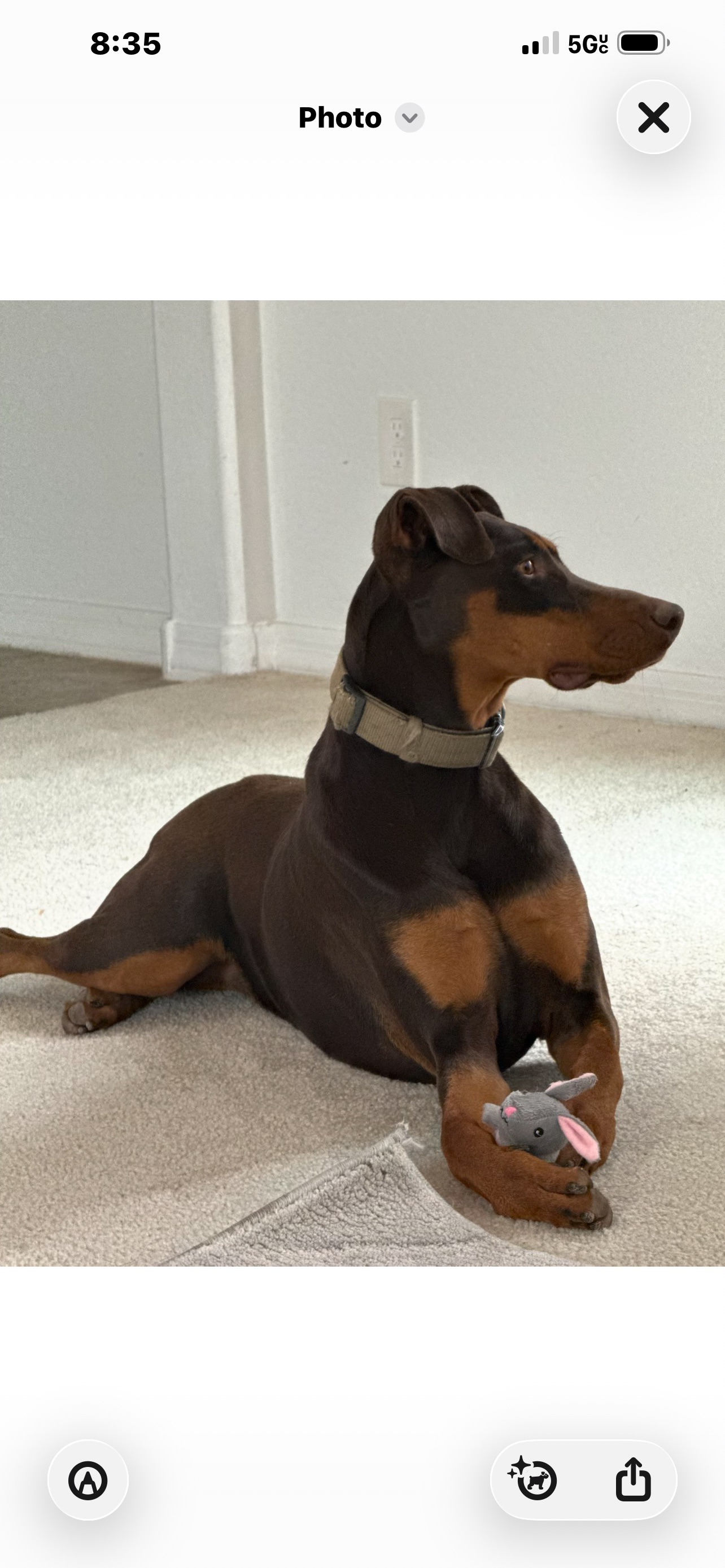 Lost Doberman in Coolidge: Help Find Her!