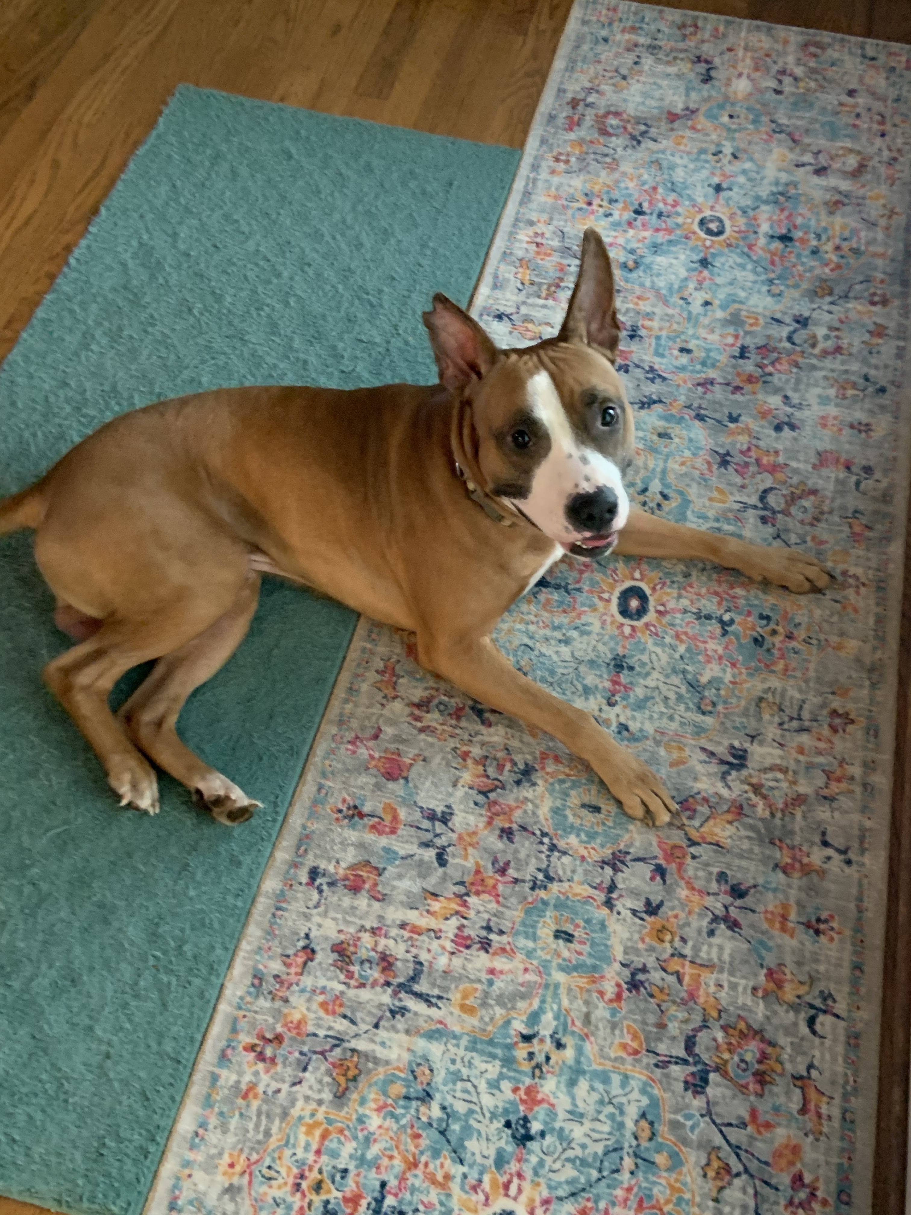 Found dog , photo: Found Male Boxer Mix on Forest Home Dr