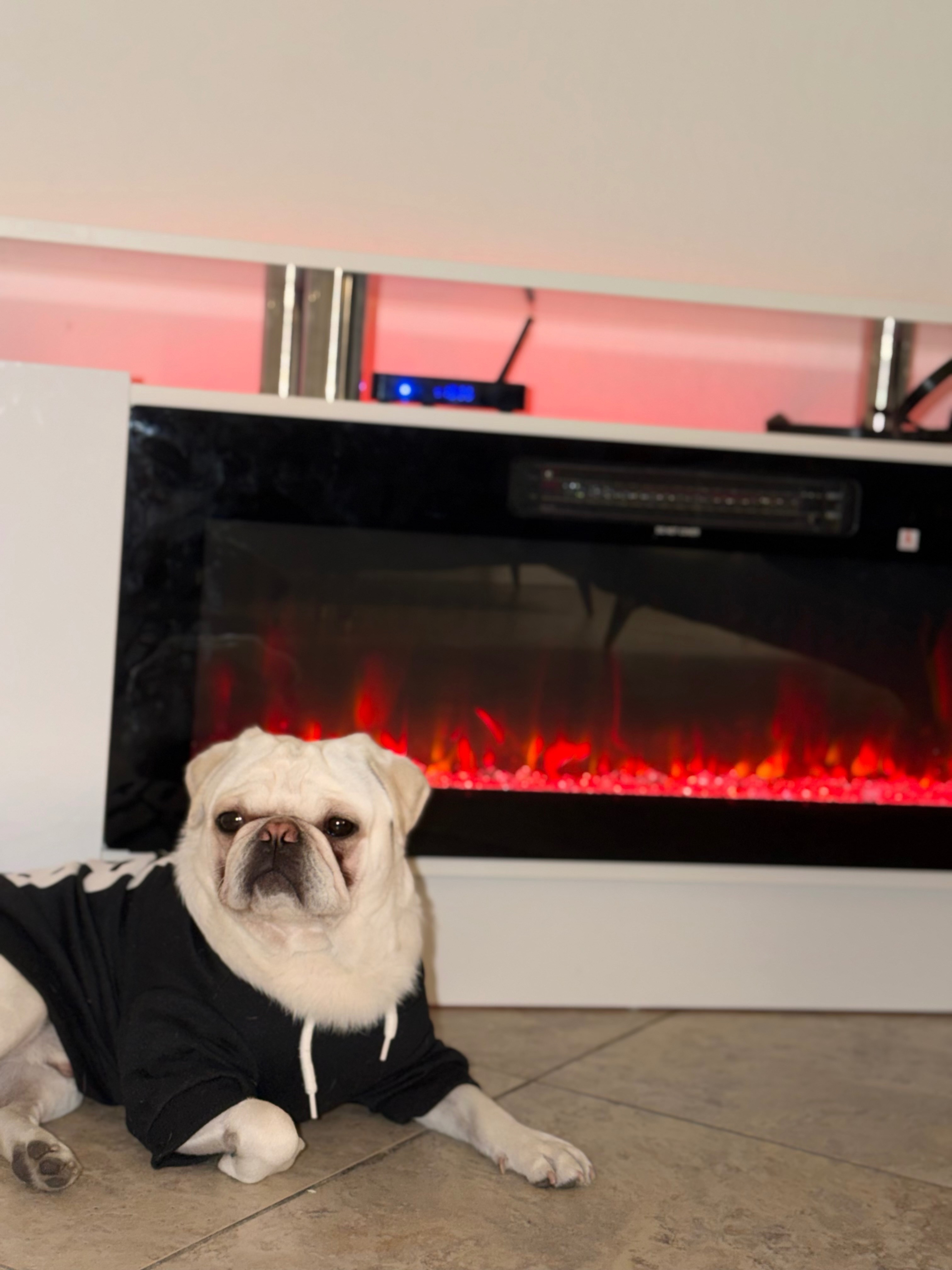 Lost White Pug on E 55th St, Hialeah