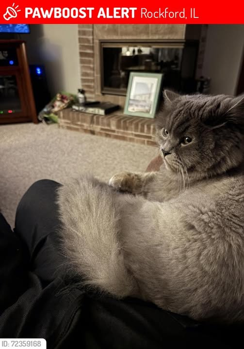 Lost Sweet Grey Cat Near Palo Verde Dr