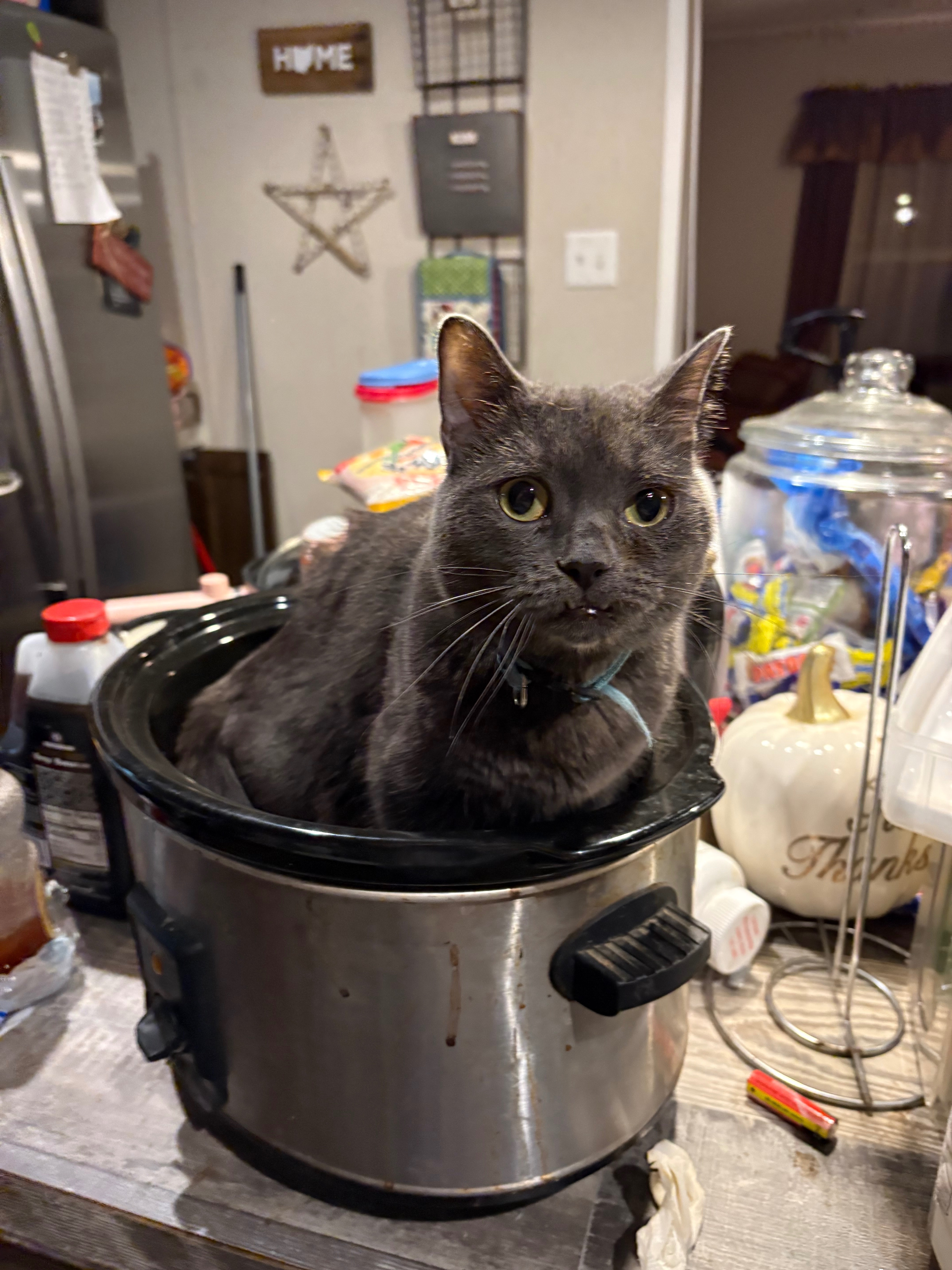 Help Find Jasper: Lost Gray Cat in Circleville