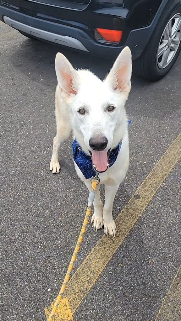Lost White Dog: Blue/Gray Collar, Friendly