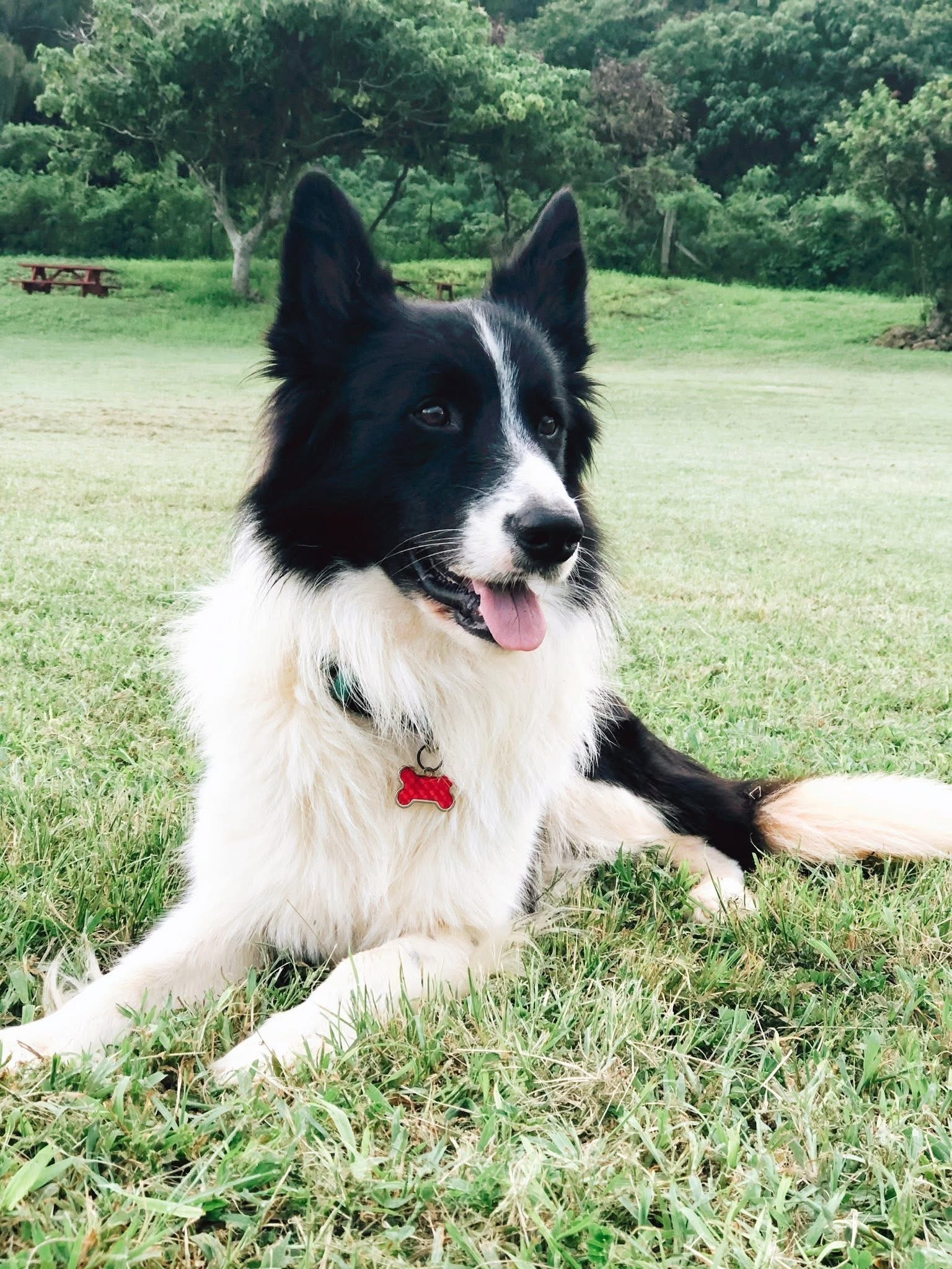 Missing Border Collie: Sawpit Rd, Jax