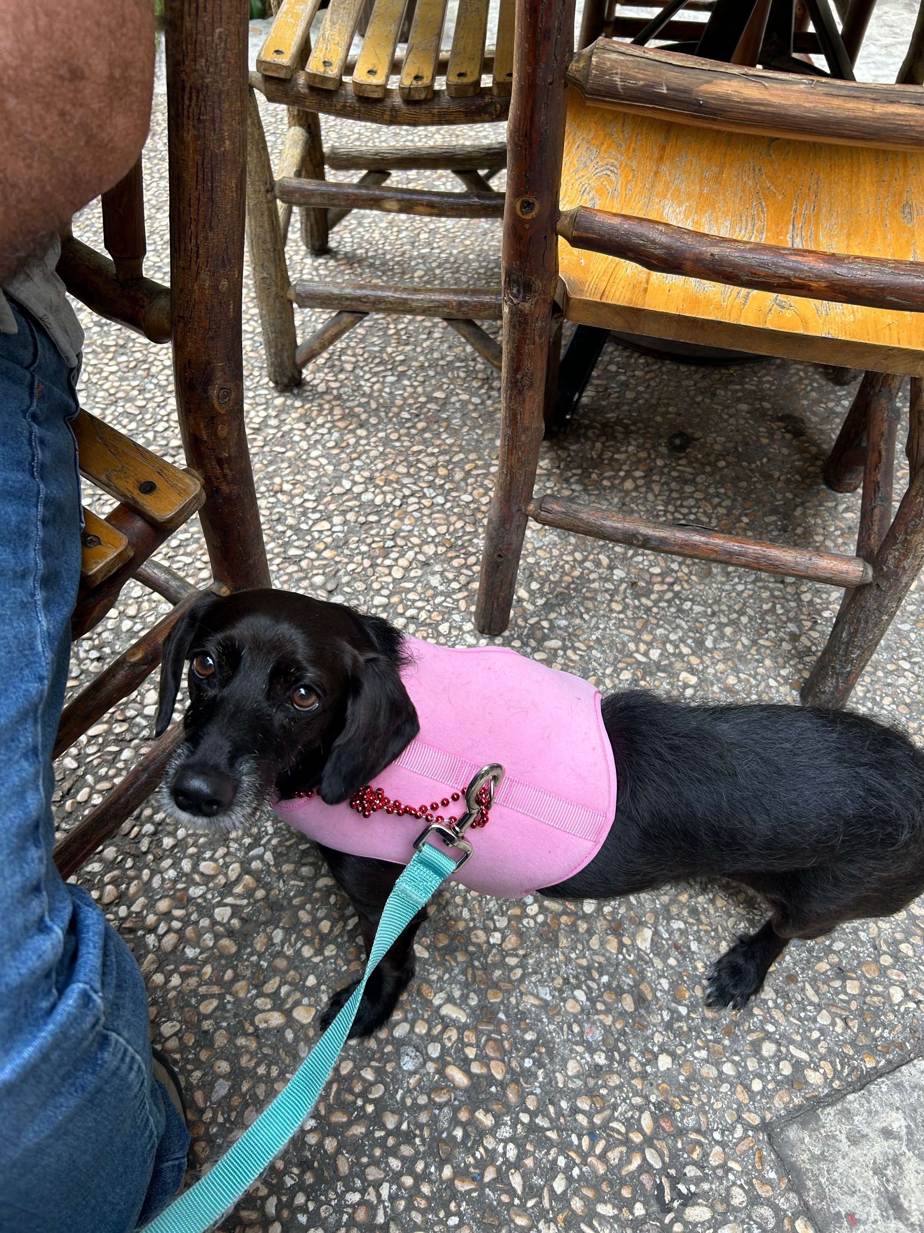 Lost Dog: Black with White Star, Pink Vest