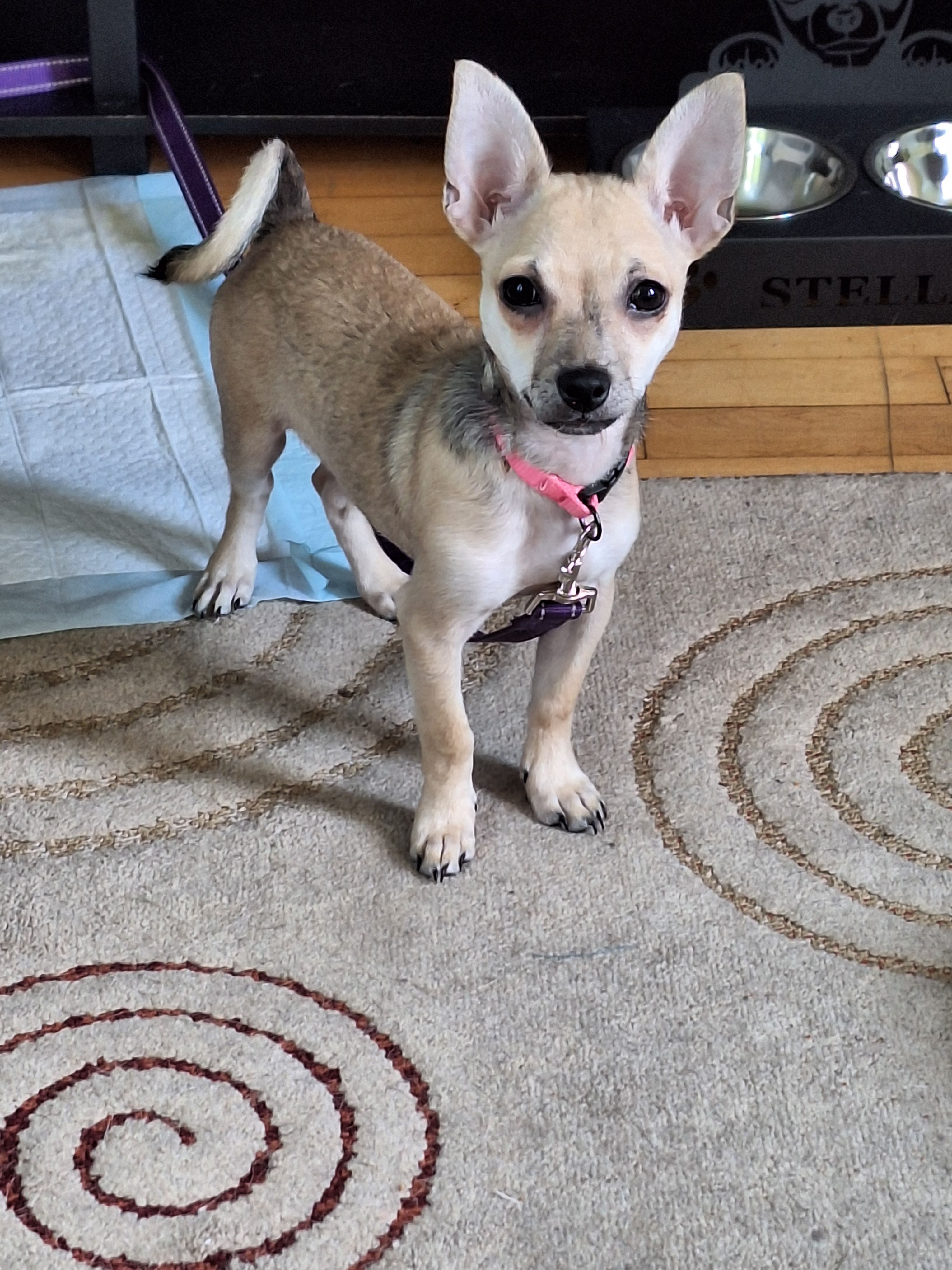 Lost: Stella, Playful Pup in Ishpeming