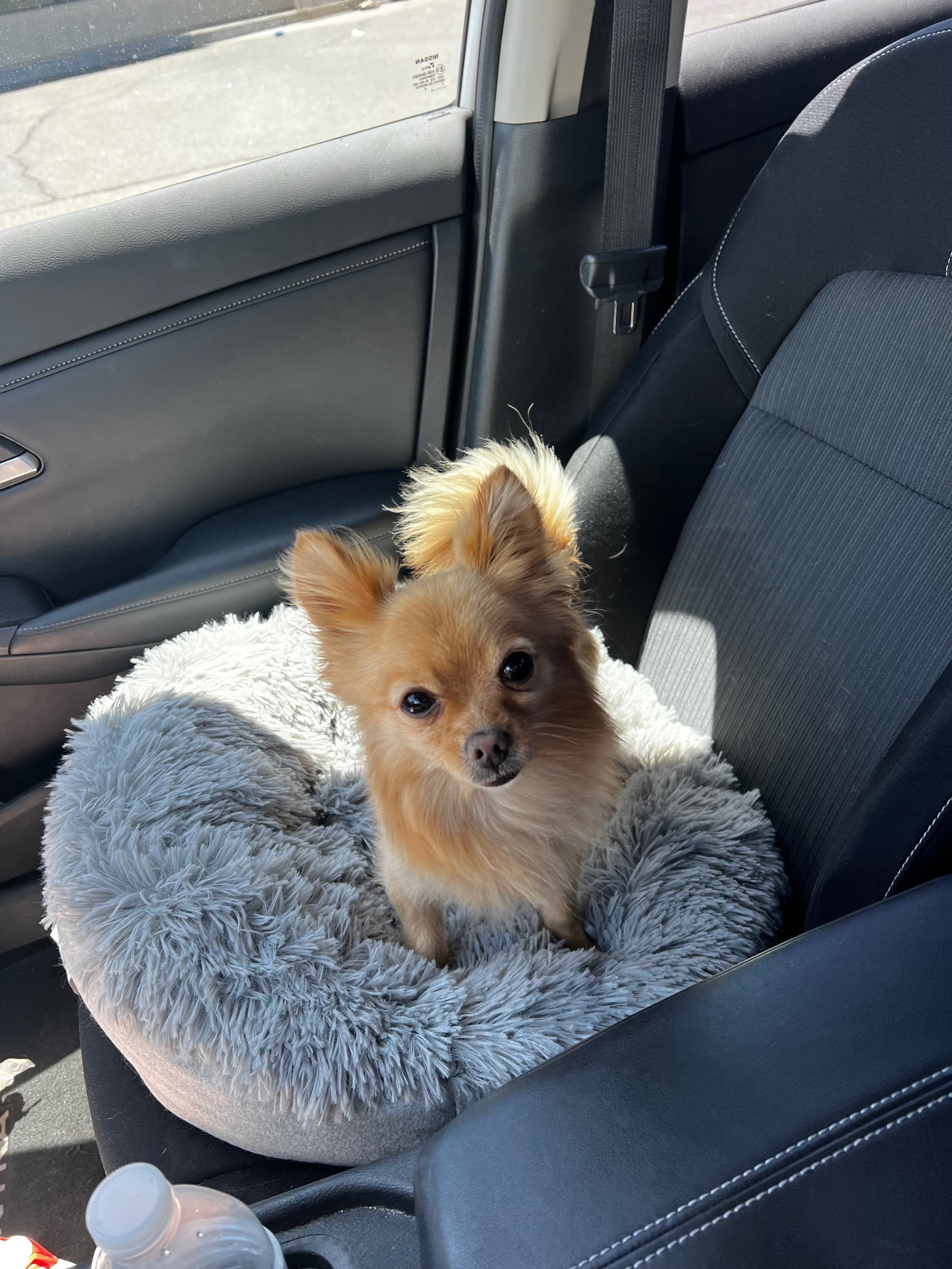 Lost Pomeranian Nippy in Tanque Verde