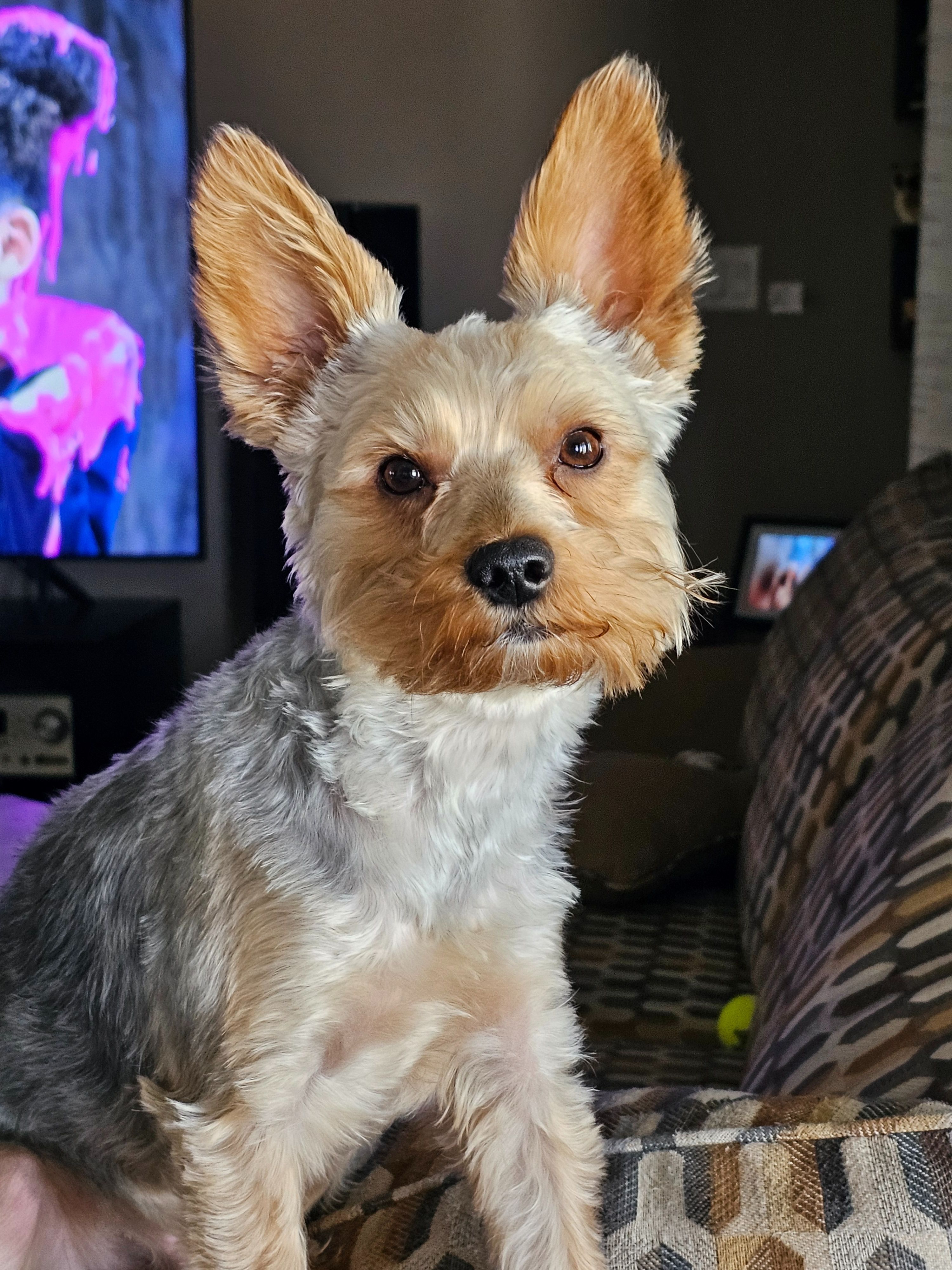 Lost Silver Yorkie: Help Us Fi...